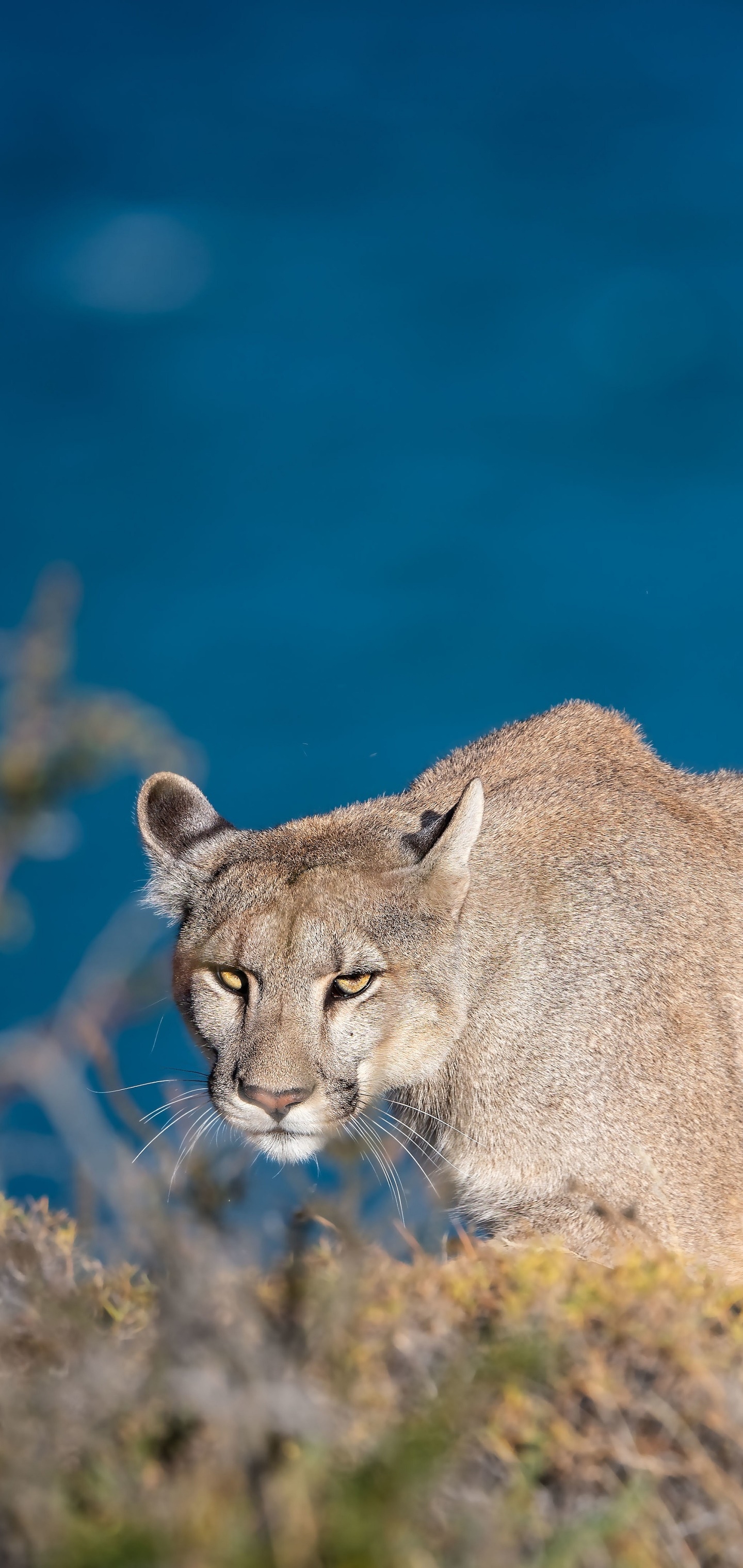 Animal Cougar, 1440x3040, Phone HD Wallpaper