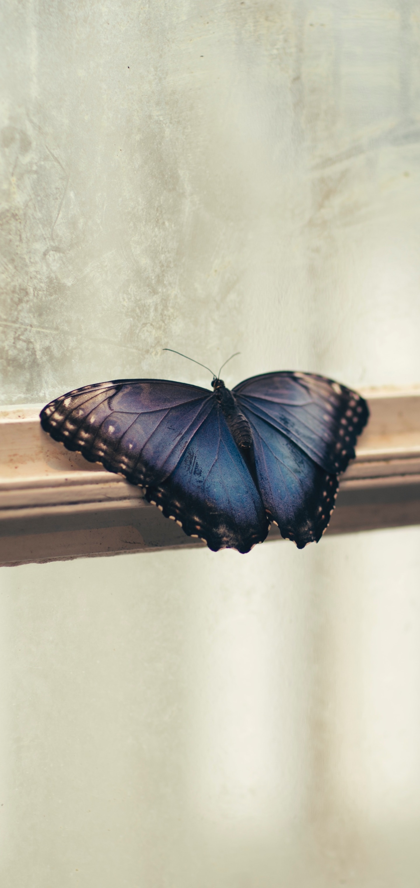 Animal Butterfly, 1440x3040, Phone HD Wallpaper