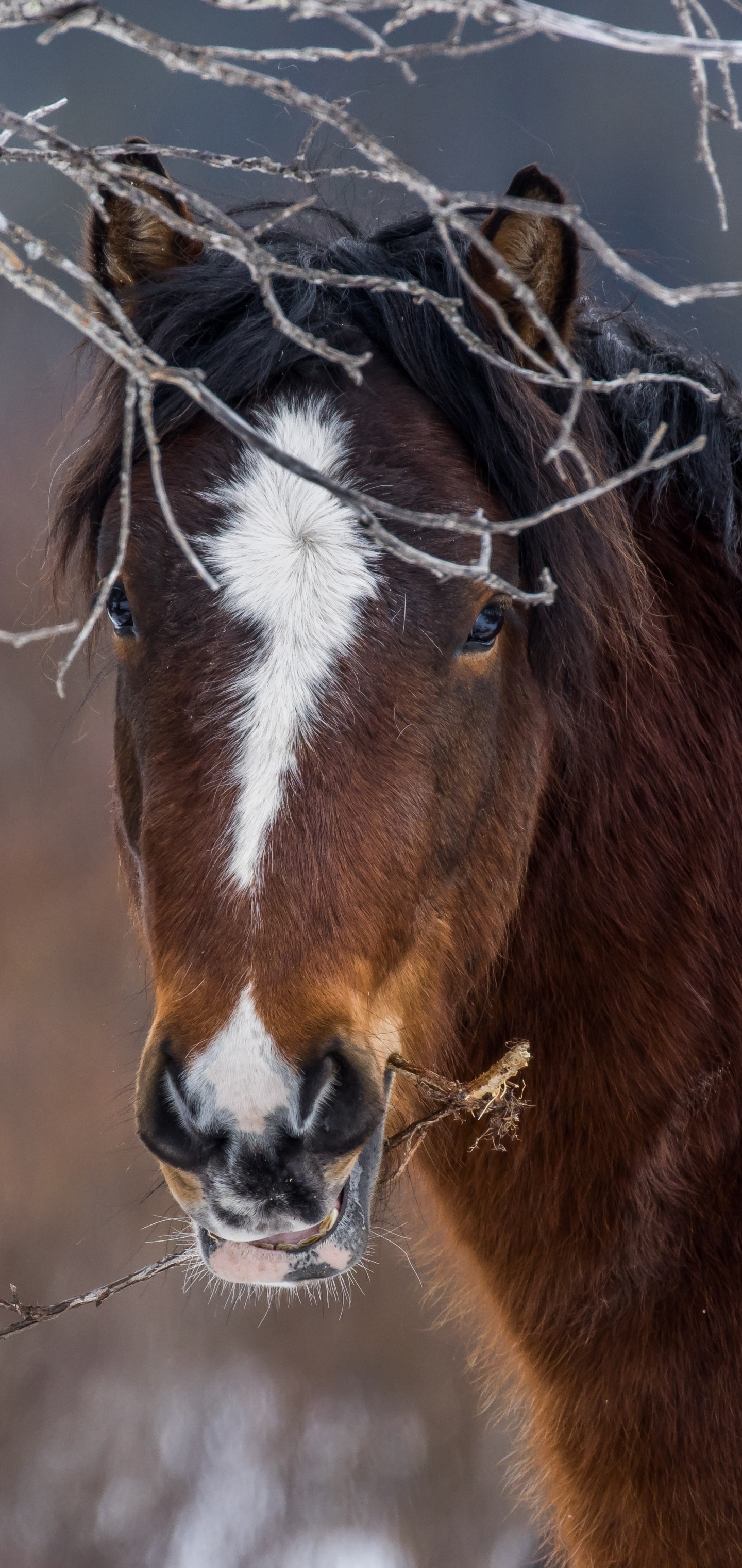 Animal Horse, Stare, 1440x3040, Phone HD Wallpaper