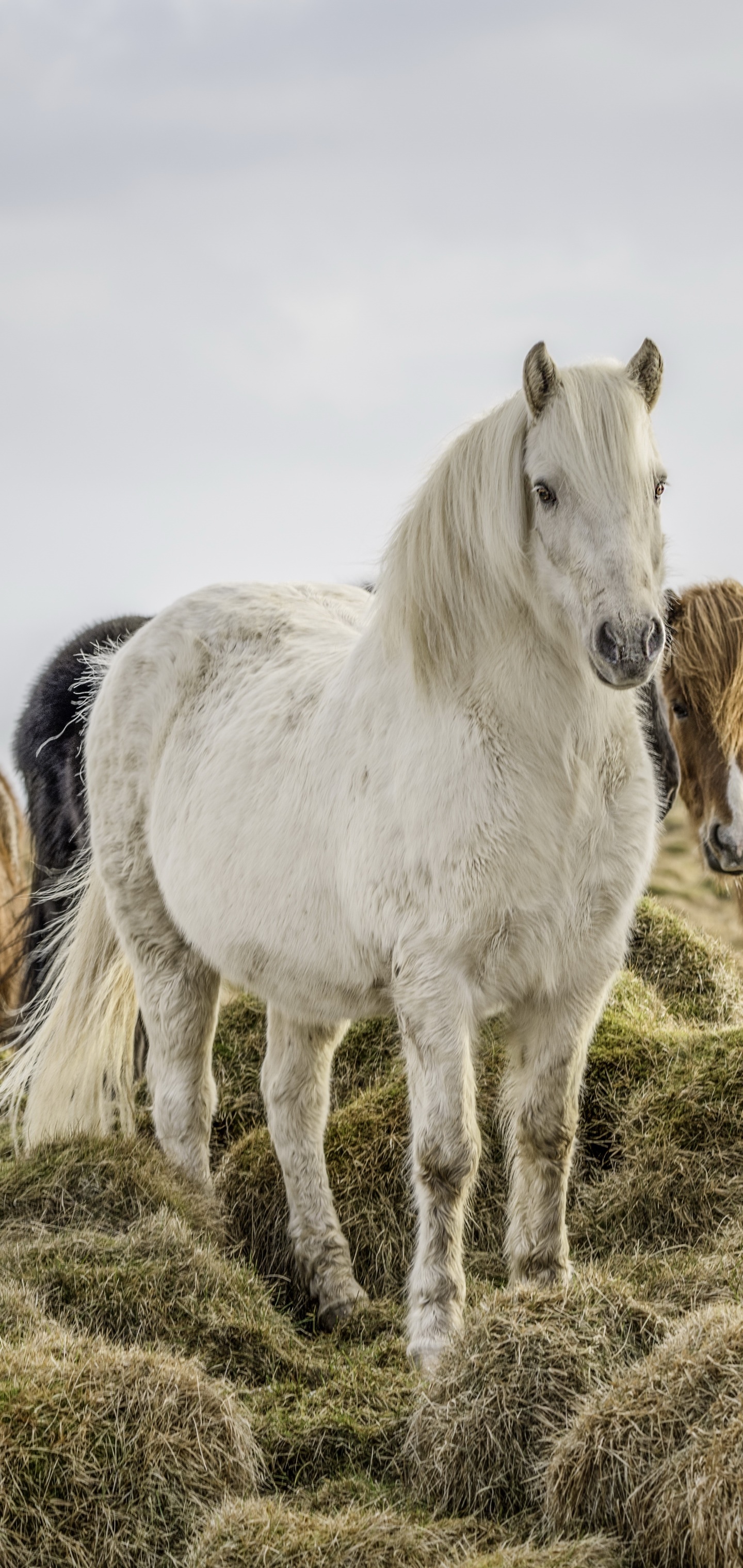 Animal Horse, 1440x3040, Phone HD Wallpaper