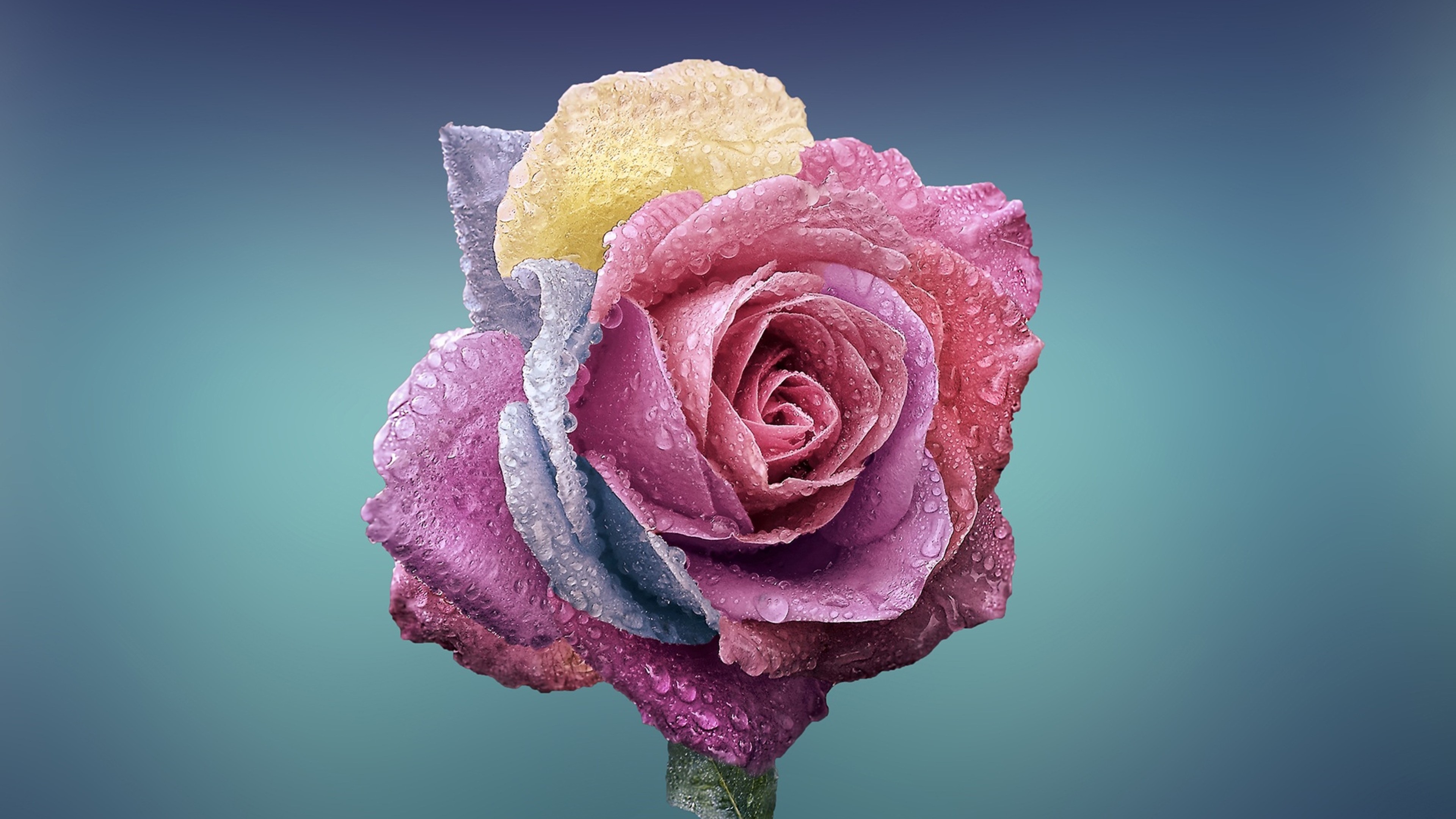 rose, flower, 4k, HD Wallpaper