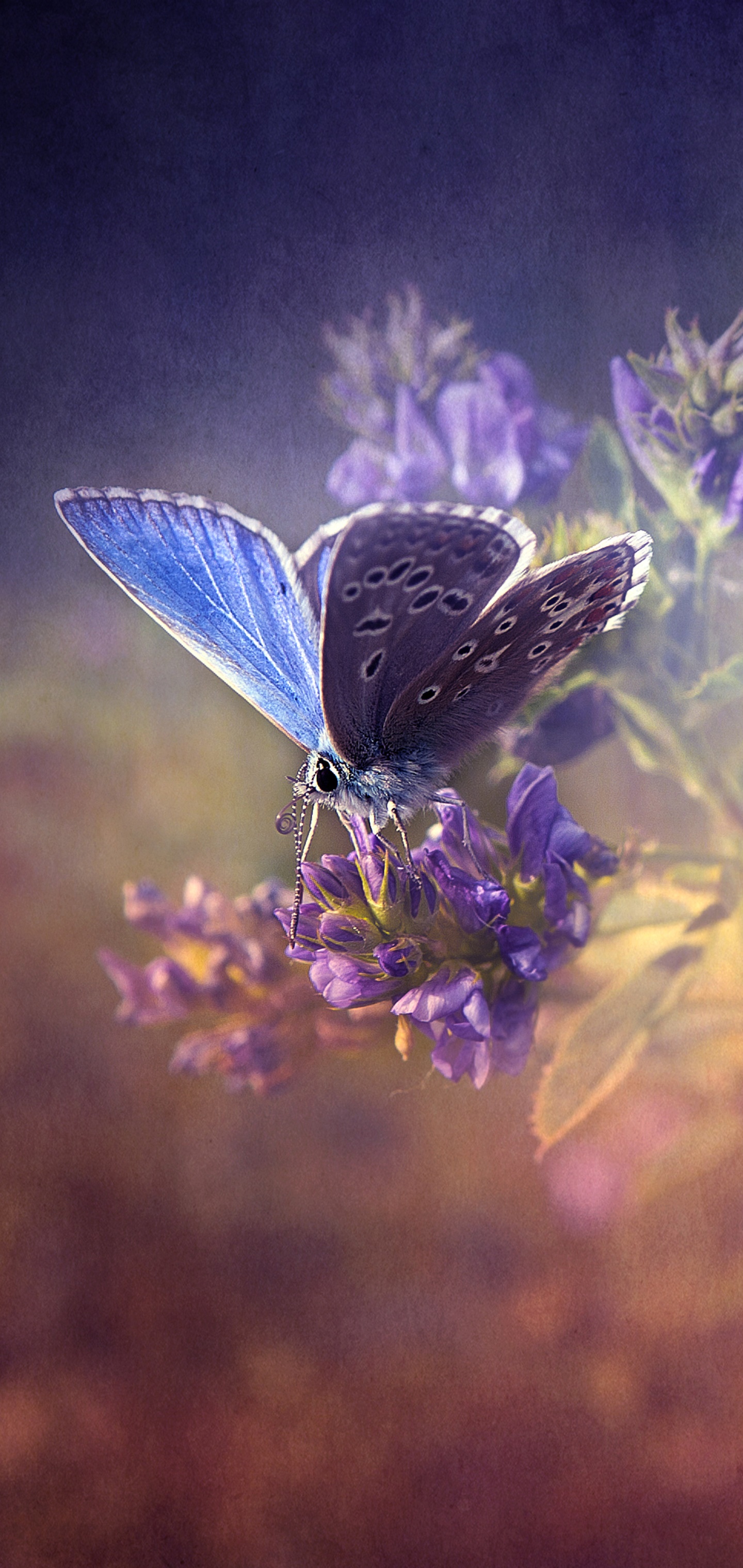 Animal Butterfly, 1440x3040, Phone HD Wallpaper