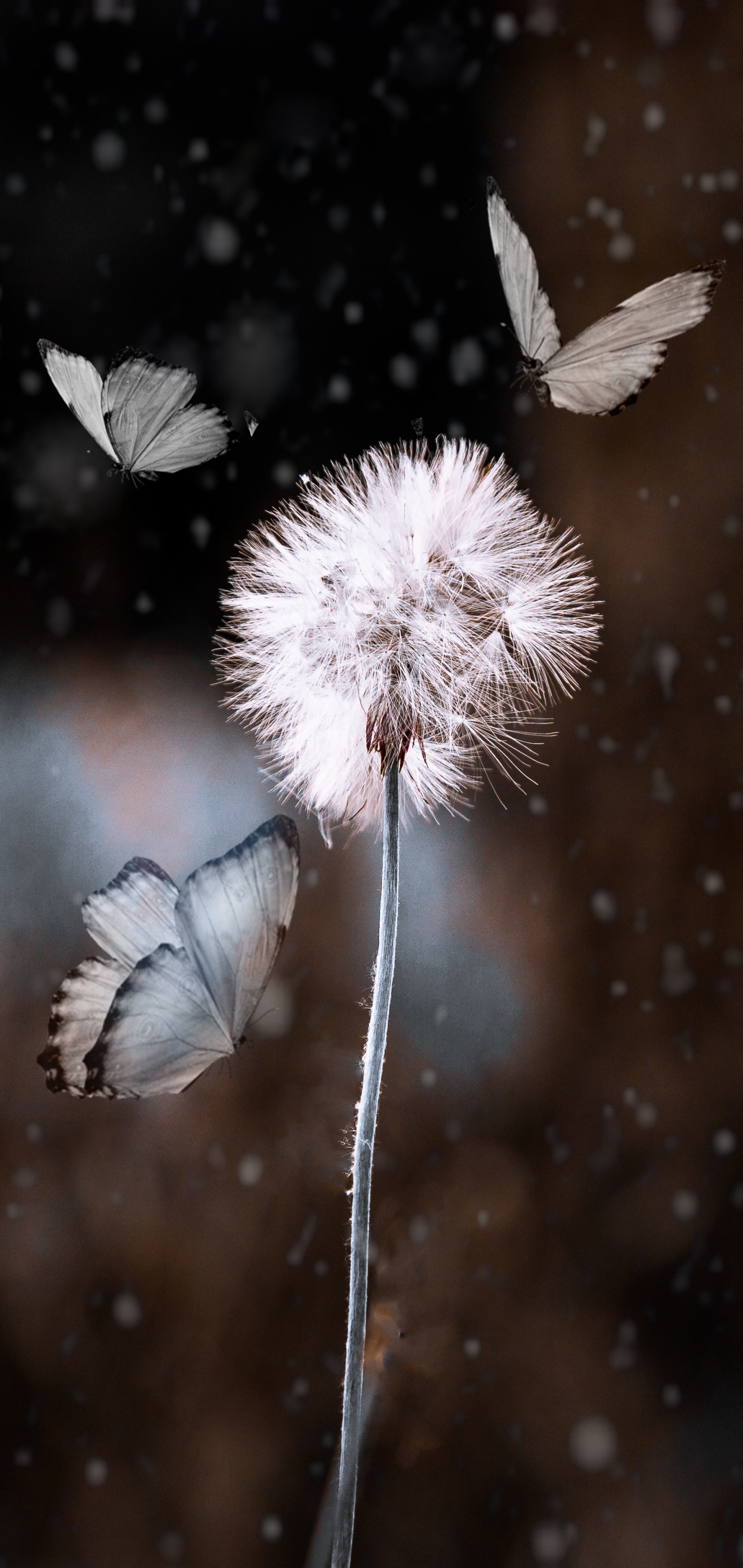 Animal Butterfly, Macro, Insect, Dandelion, 1440x3040, Phone HD Wallpaper