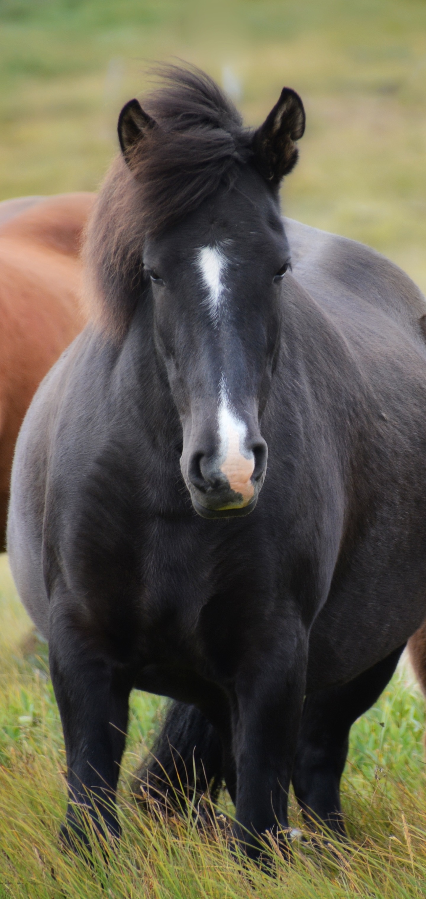 Animal Horse, 1440x3040, Phone HD Wallpaper