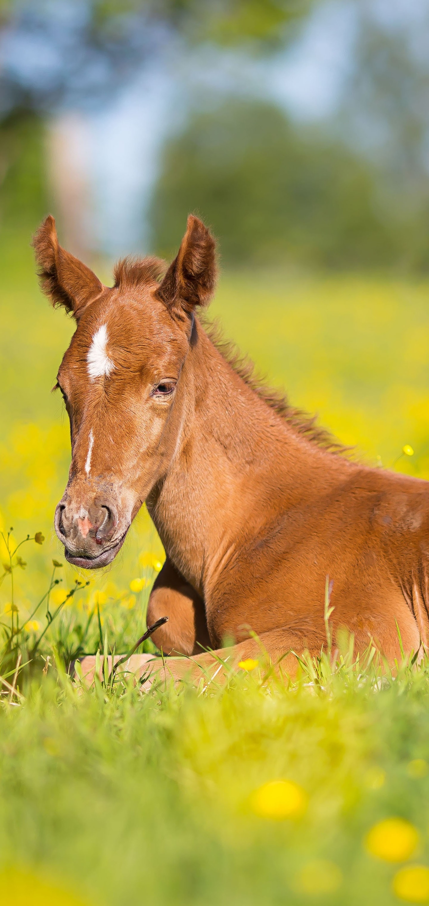 Animal Horse, Foal, Depth Of Field, Baby Animal, 1440x3040, Phone HD Wallpaper