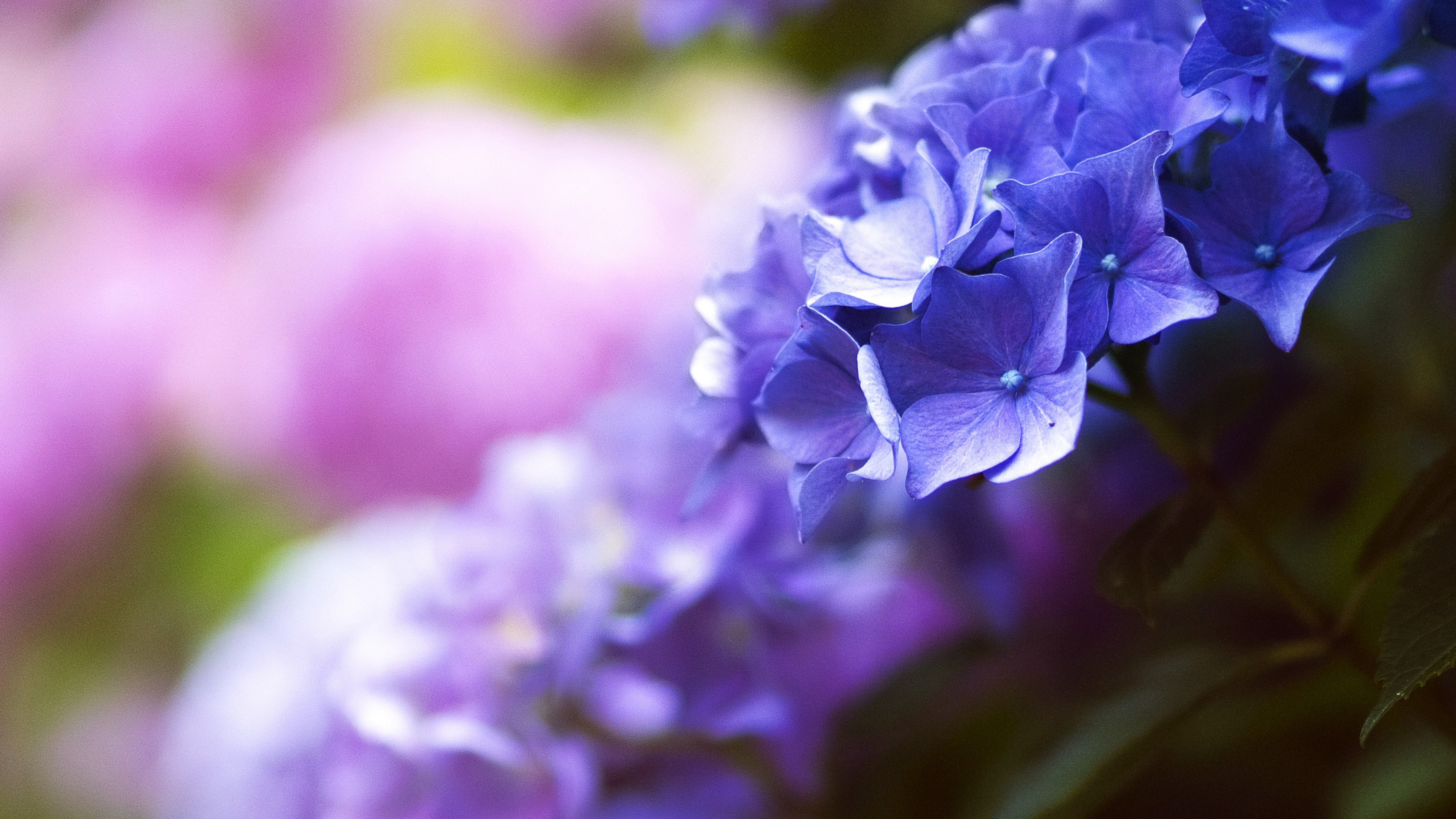 Beautiful flowers, 4K, blue, spring, macro, HD Wallpaper