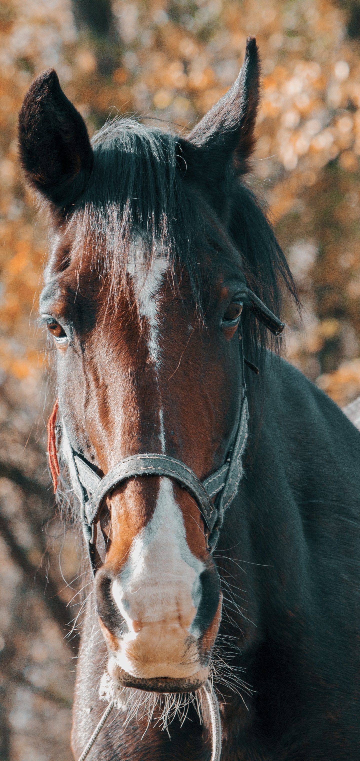 Animal Horse, Stare, 1440x3040, Phone HD Wallpaper