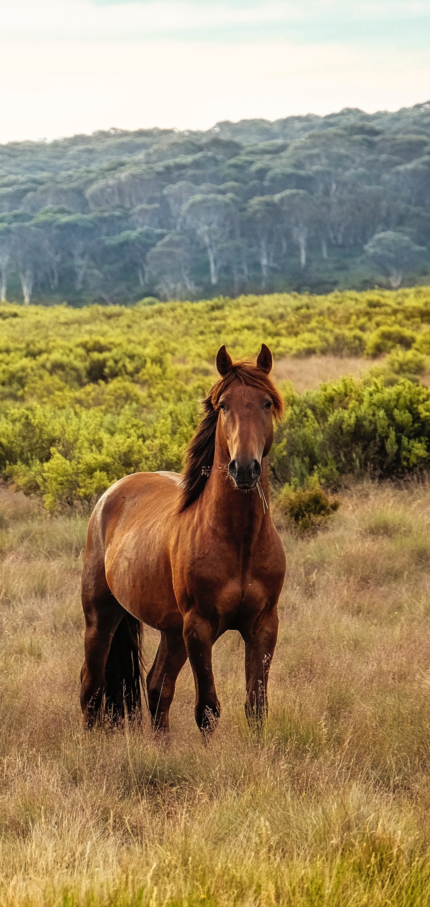 Animal Horse, 1440x3040, Phone HD Wallpaper
