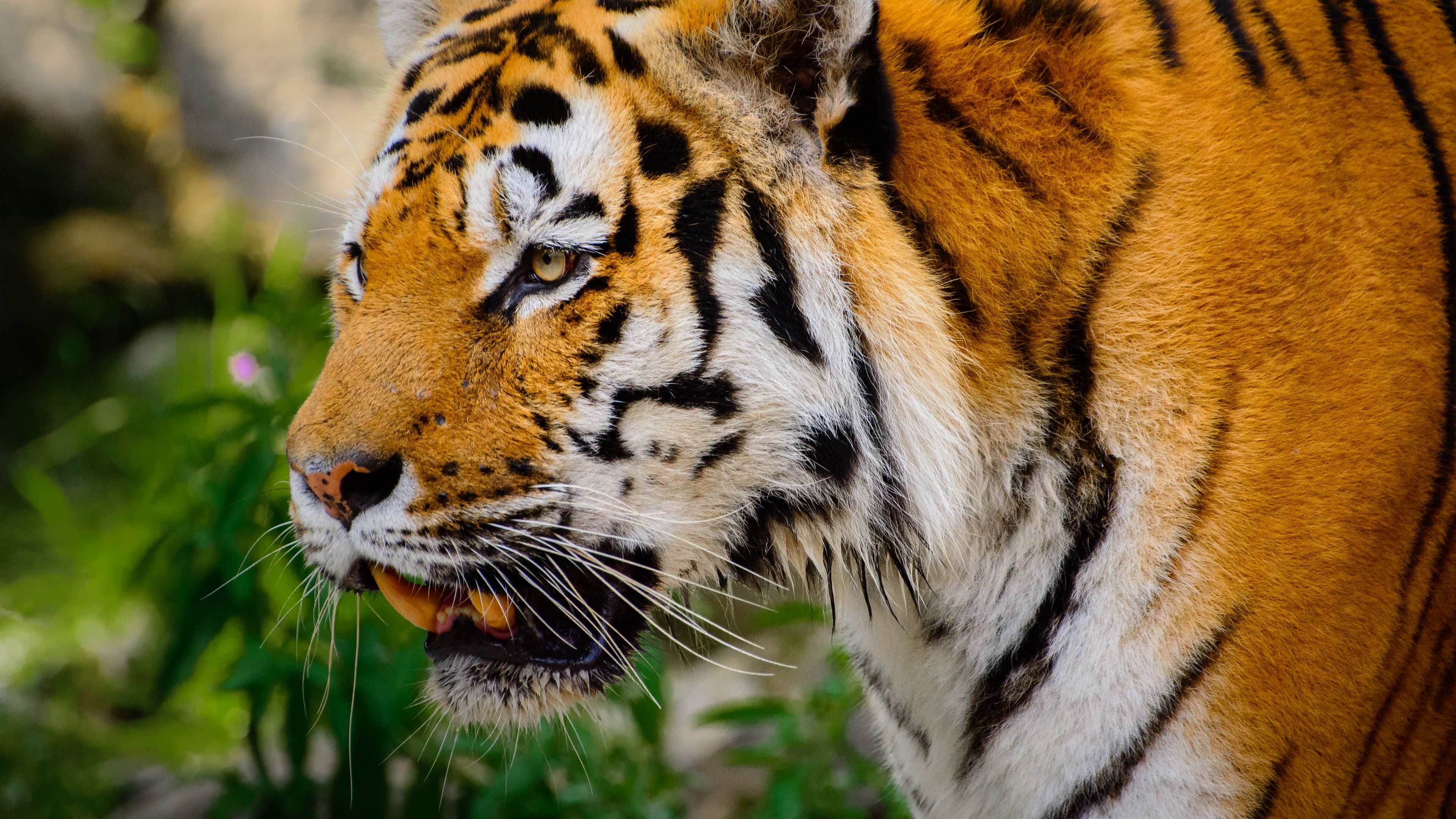 tiger, big cat, fangs, mustache, 4k, HD Wallpaper