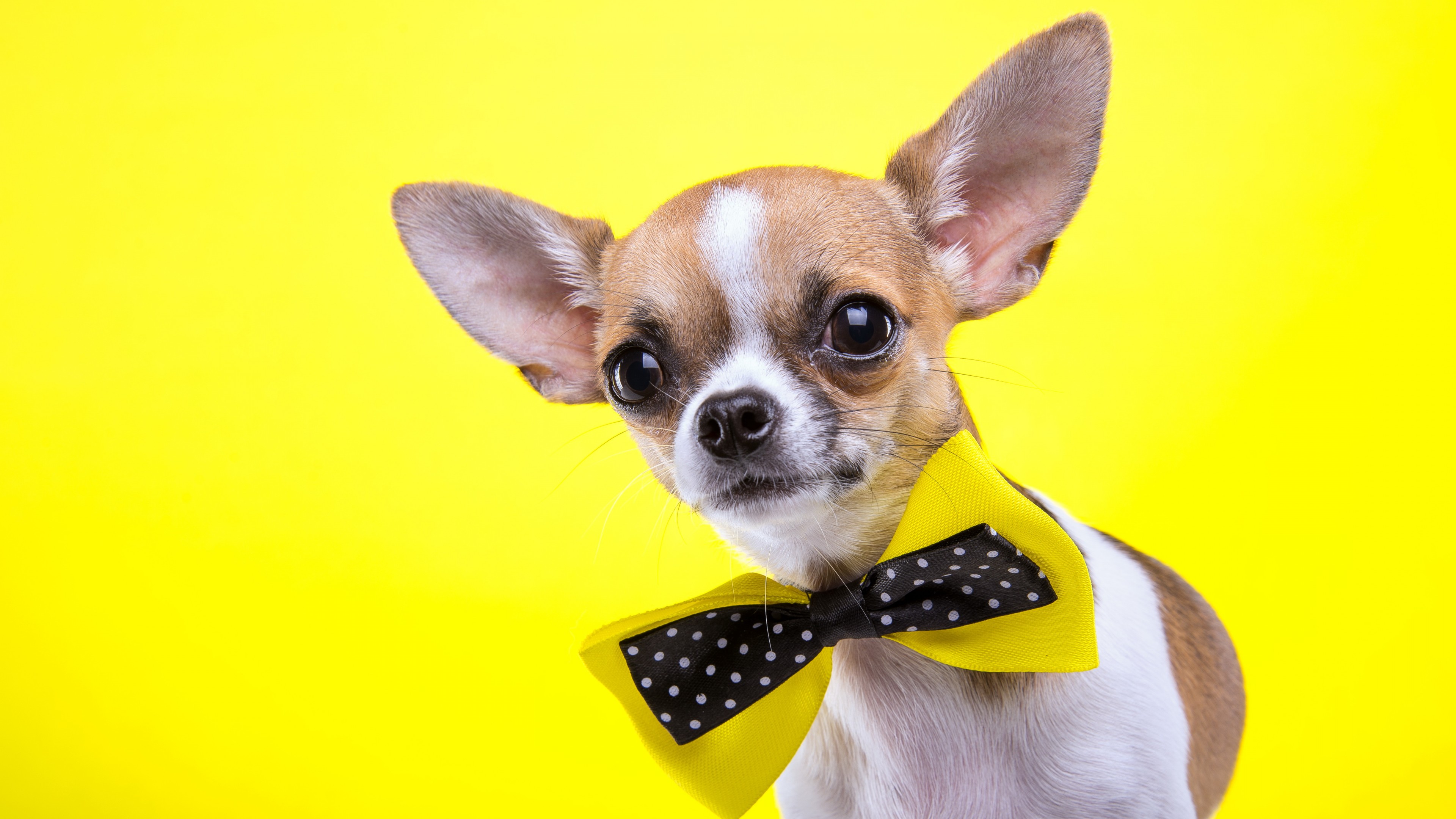 Chihuahua, dog, cute animals, yellow, 4K, HD Wallpaper
