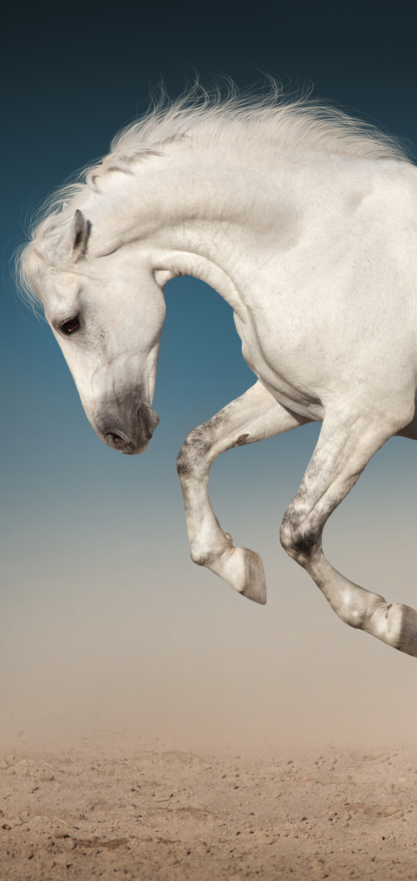 Animal Horse, 1440x3040, Phone HD Wallpaper