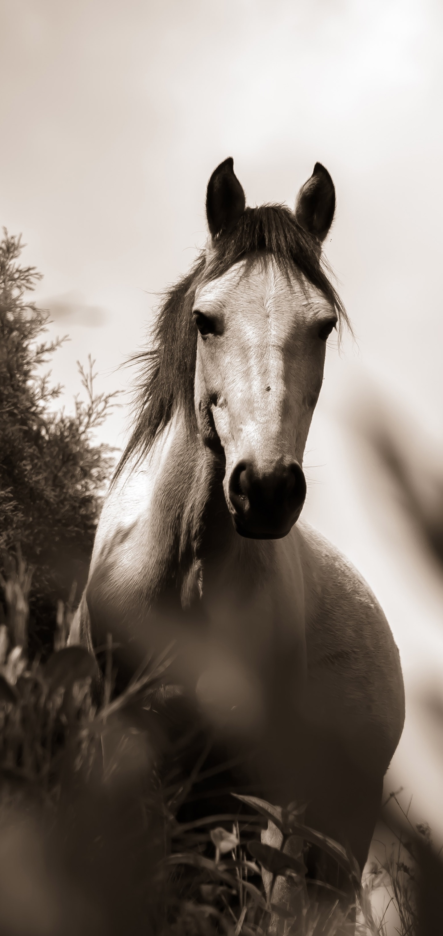 Animal Horse, Monochrome, Black and White, 1440x3040, Phone HD Wallpaper