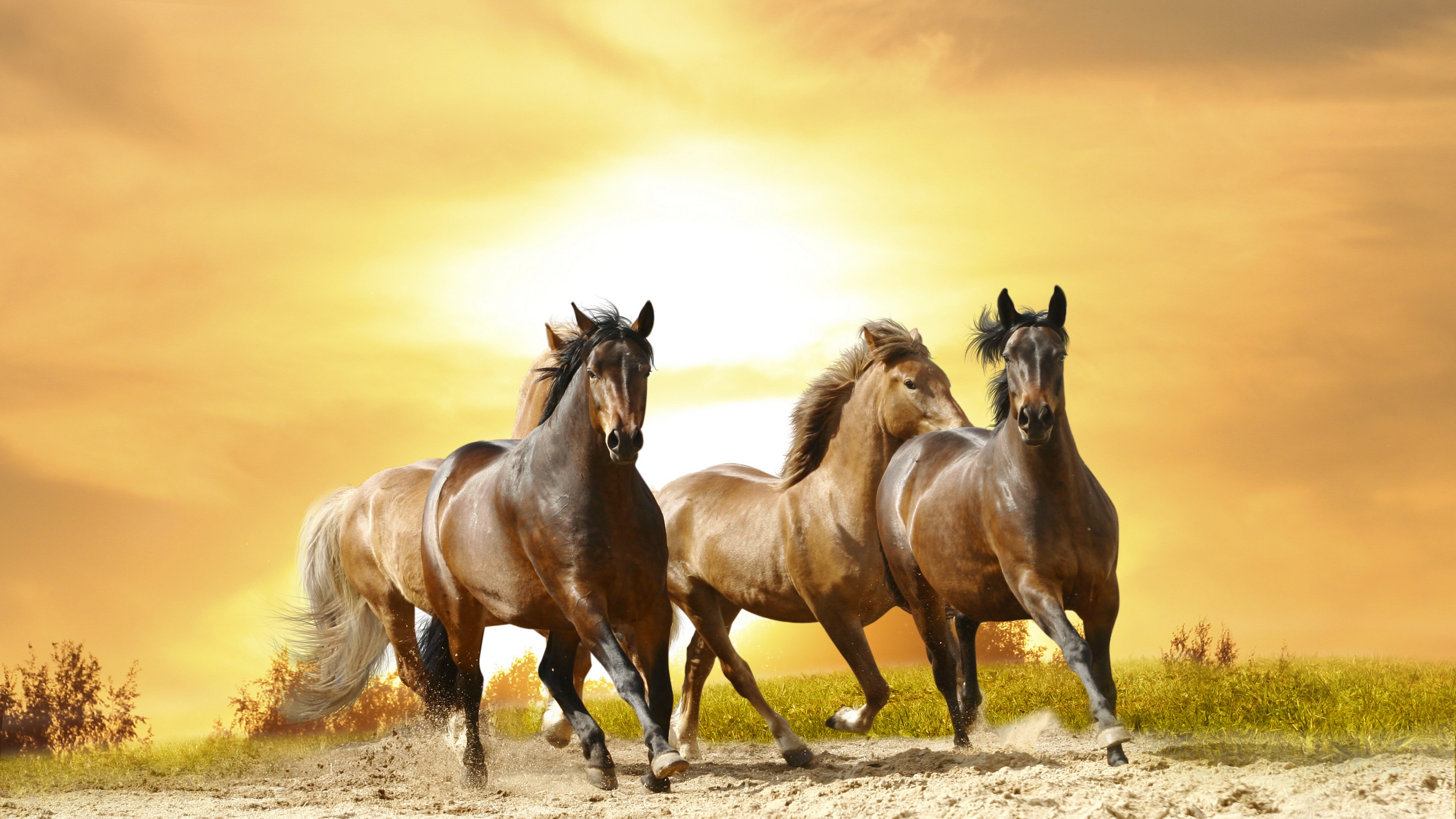 horses, cute animals, 4K, HD Wallpaper