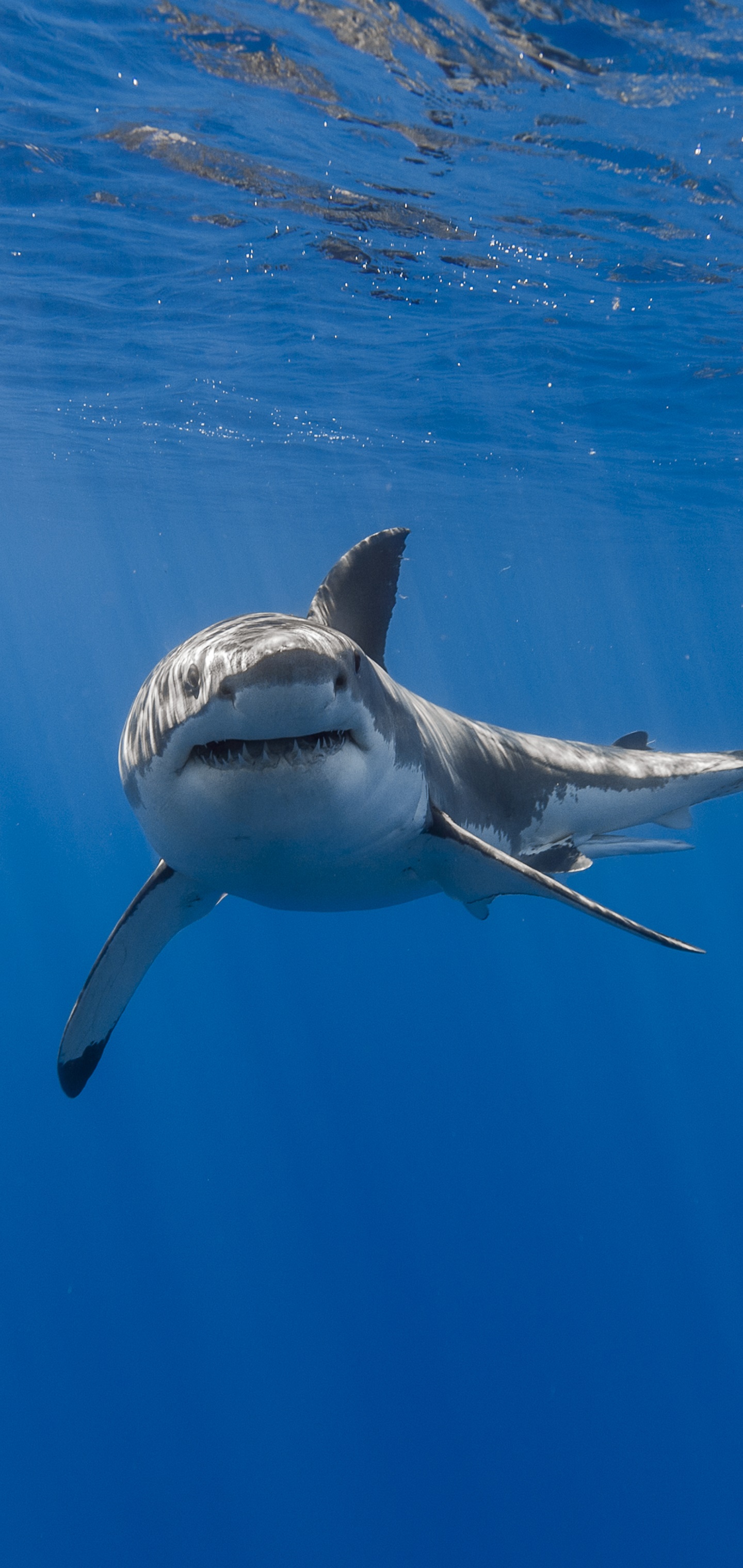 Animal Shark, Fish, Underwater, Sea Life, 1440x3040, Phone HD Wallpaper