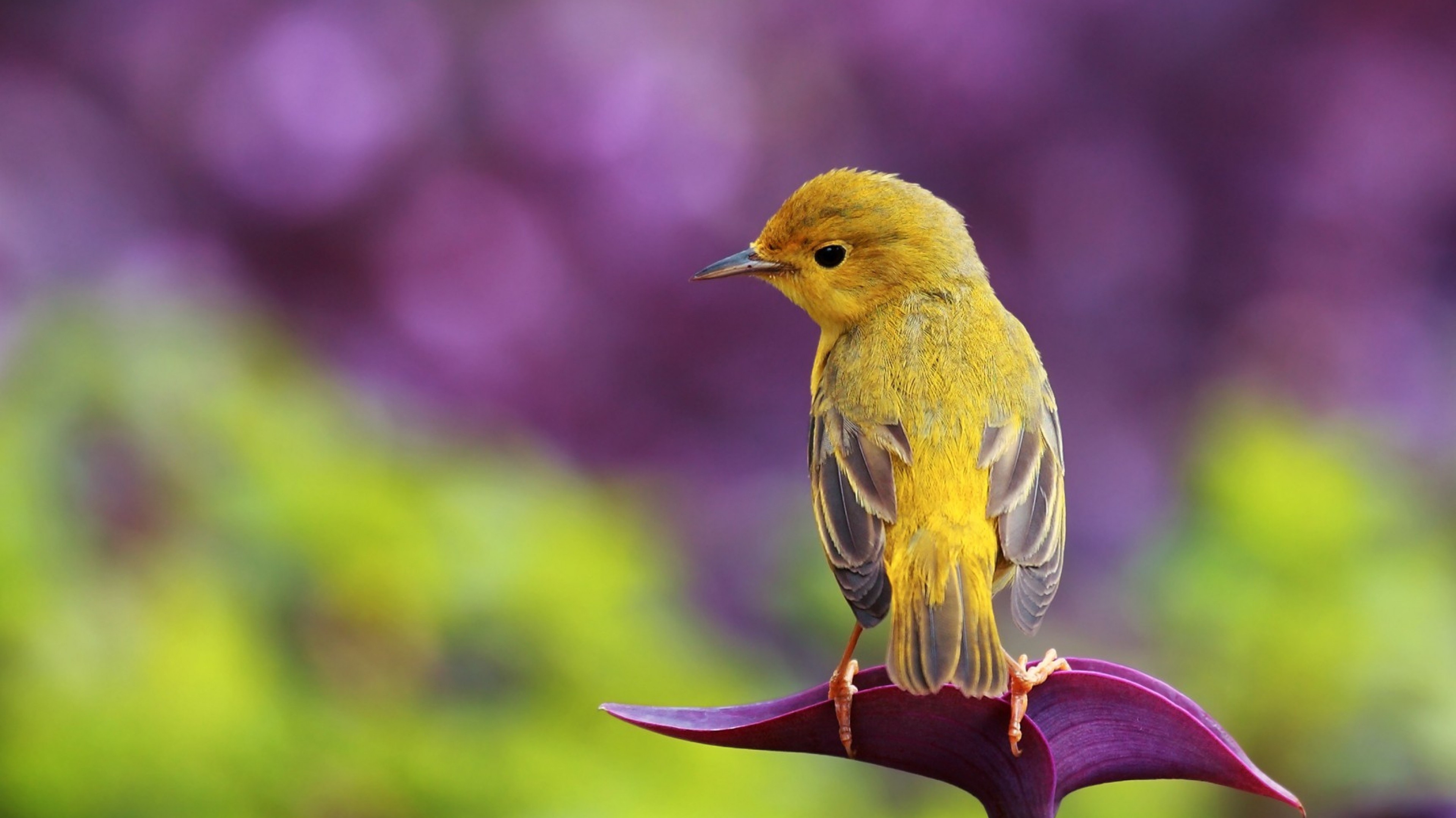 bird, 4k, HD Wallpaper