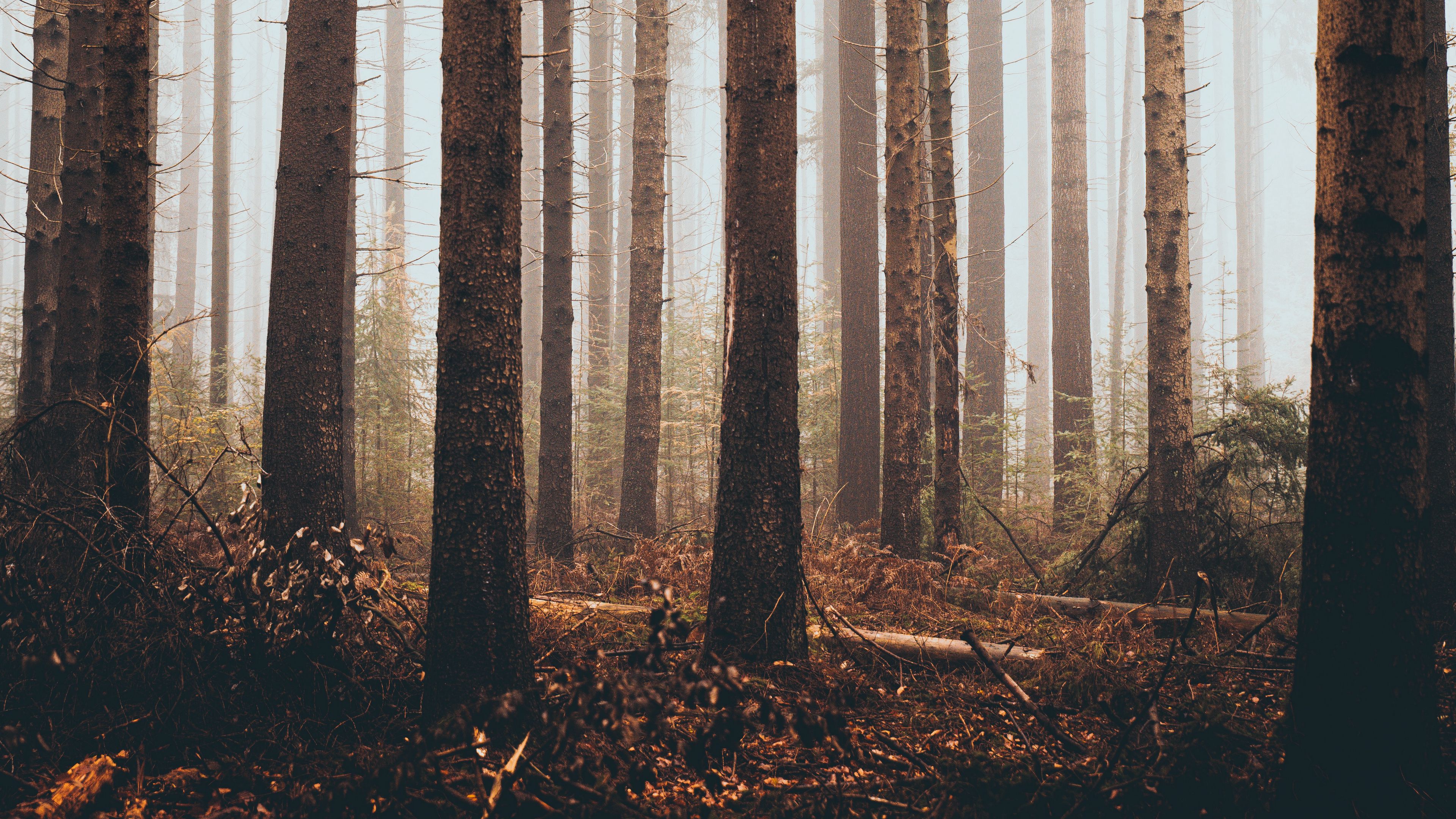 forest, trees, grass, pine, 4k, HD Wallpaper