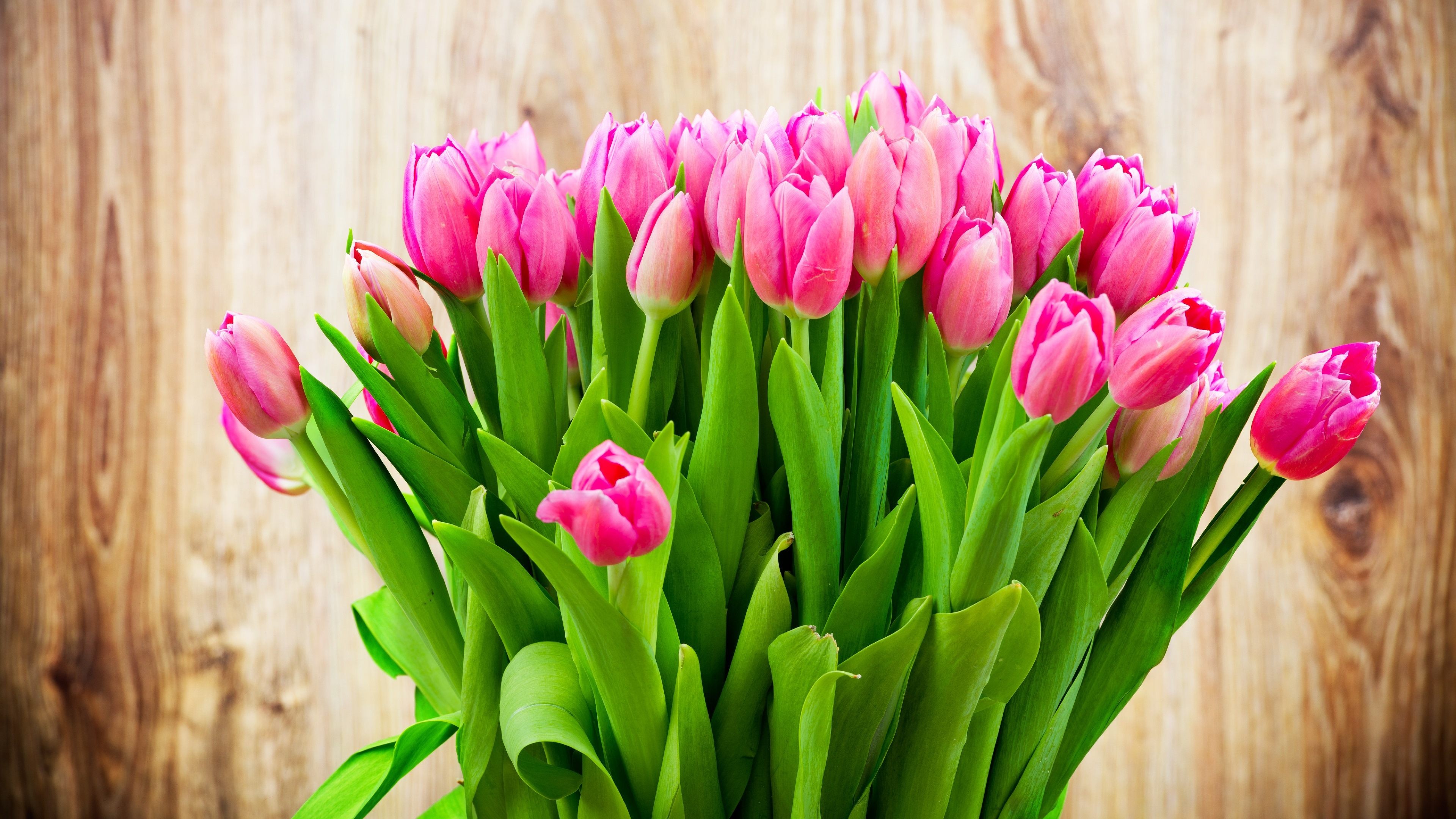 flowers, tulips, 4k, HD Wallpaper
