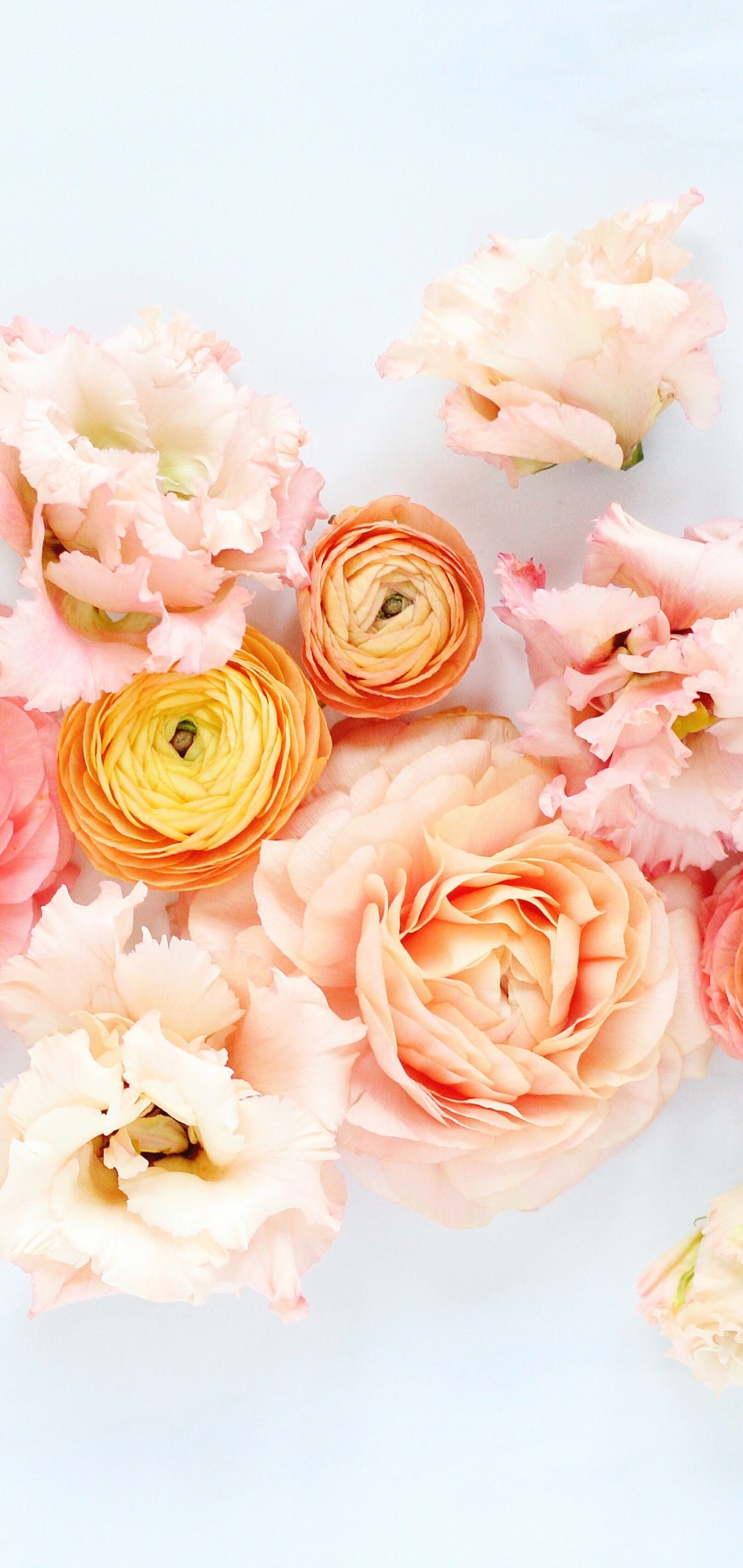 Earth Flower, Ranuncula, Peony, Peach Flower, Pink Flower, 1440x3040, Phone HD Wallpaper