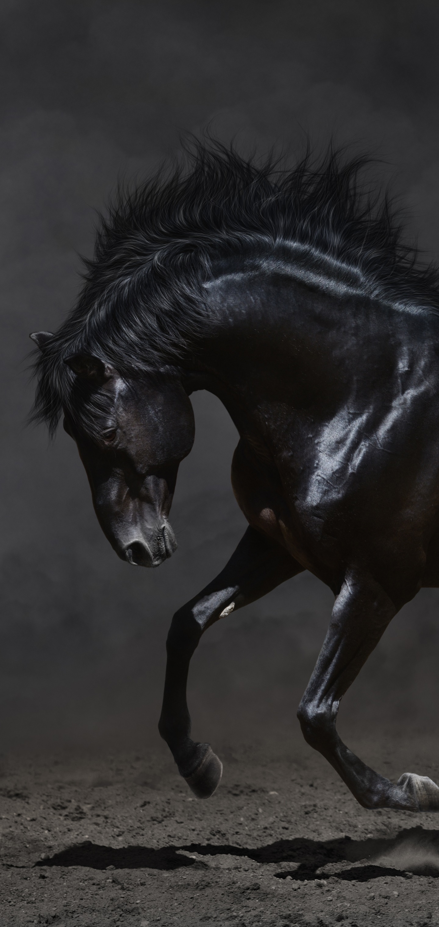 Animal Horse, 1440x3040, Phone HD Wallpaper
