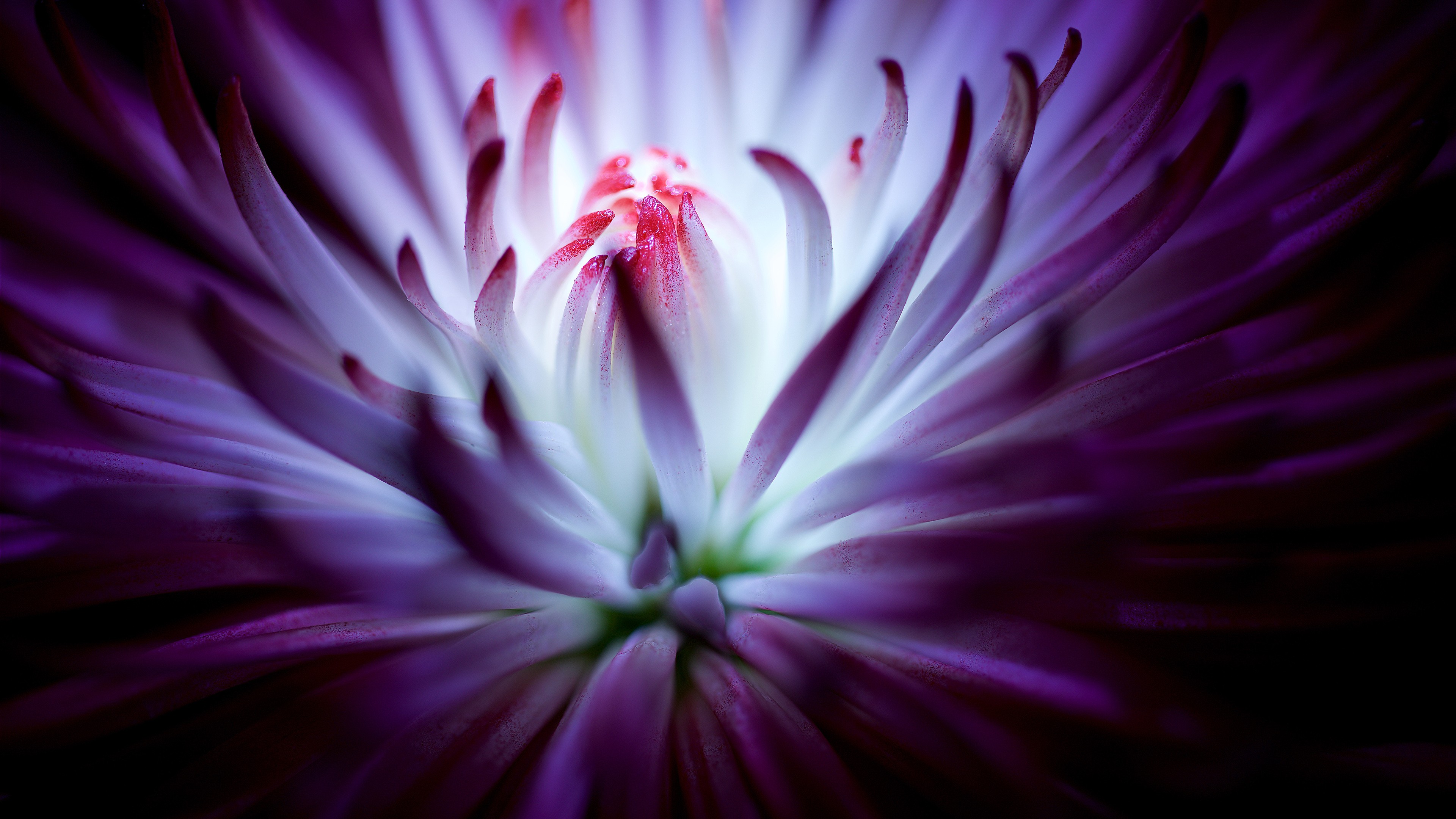 flower, 4k, HD Wallpaper