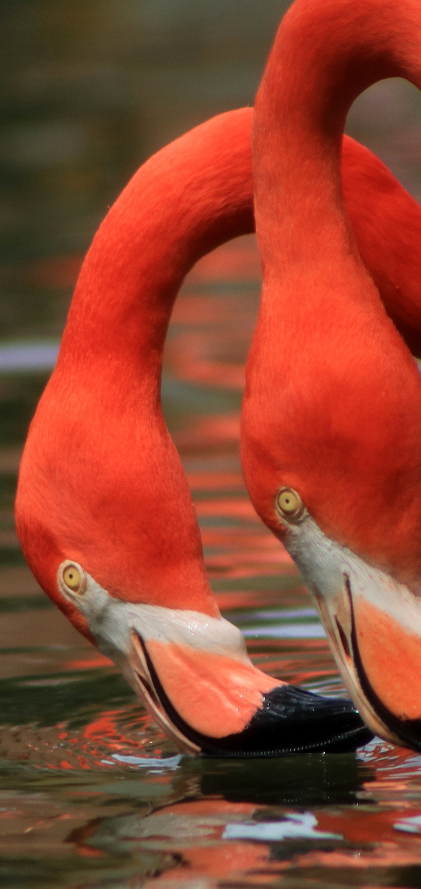 Animal Flamingo, Bird, 1440x3040, Phone HD Wallpaper