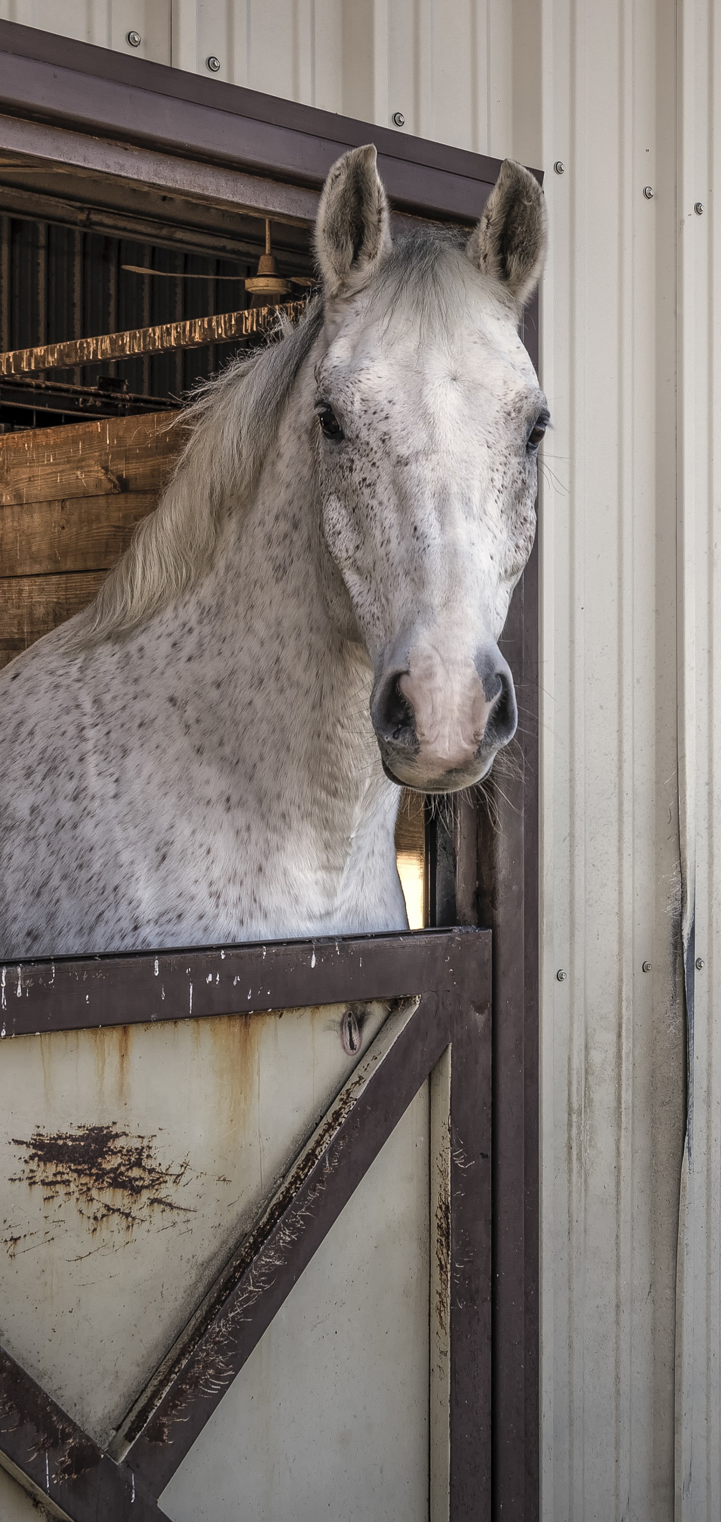 Animal Horse, 1440x3040, Phone HD Wallpaper
