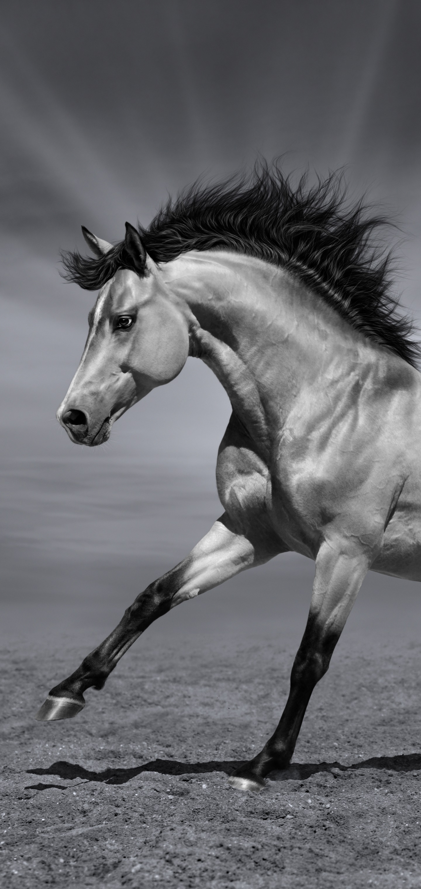 Animal Horse, Black and White, 1440x3040, Phone HD Wallpaper