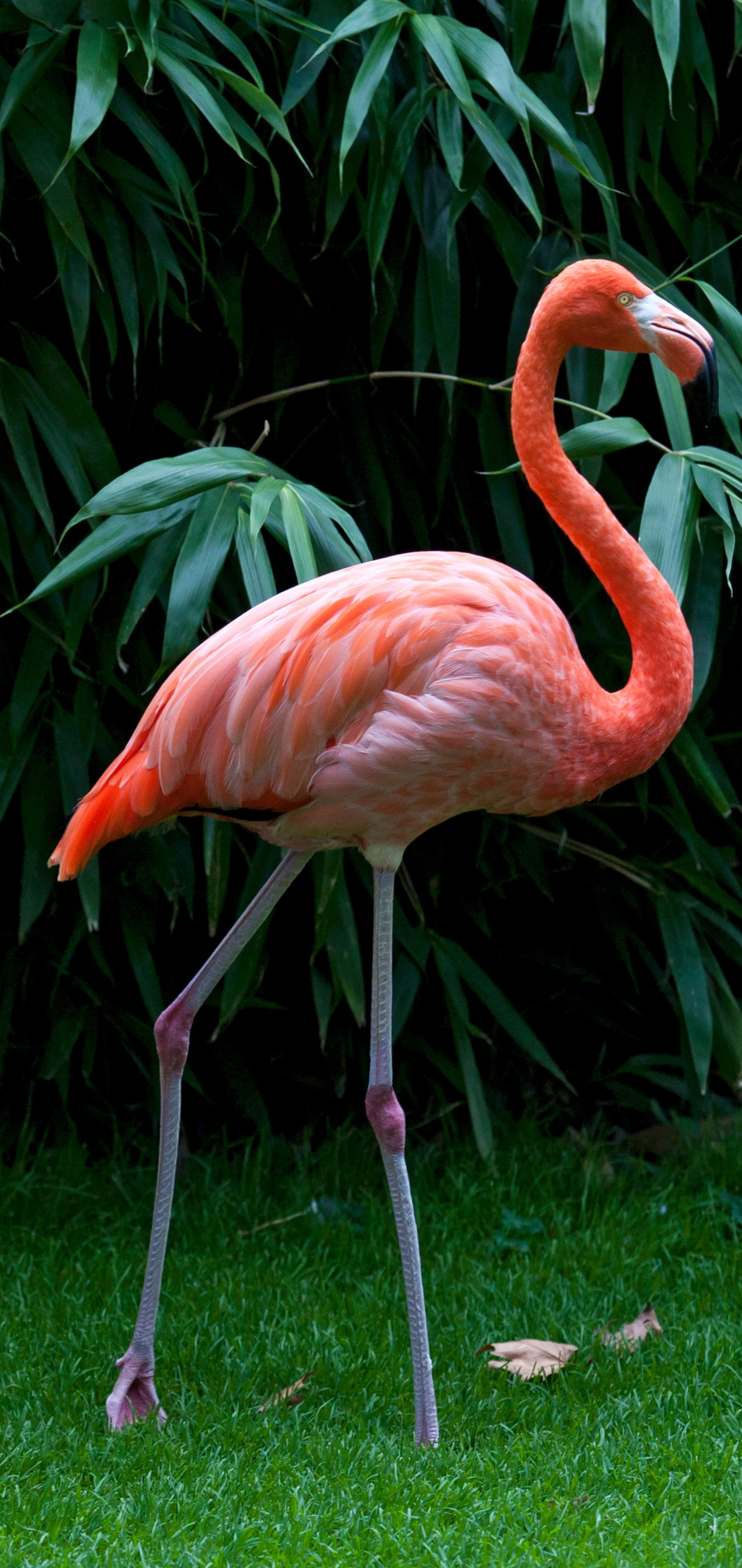 Animal Flamingo, Bird, 1440x3040, Phone HD Wallpaper