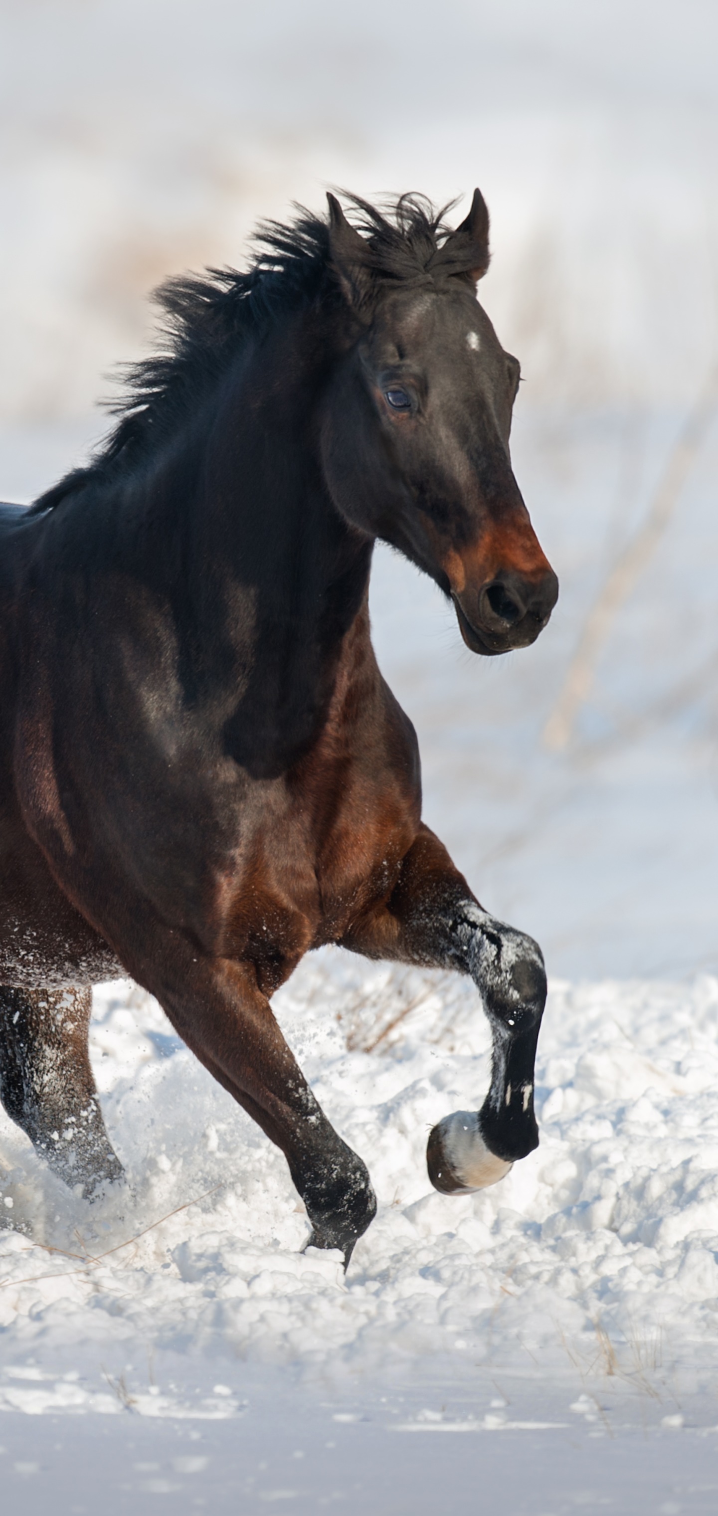 Animal Horse, 1440x3040, Phone HD Wallpaper