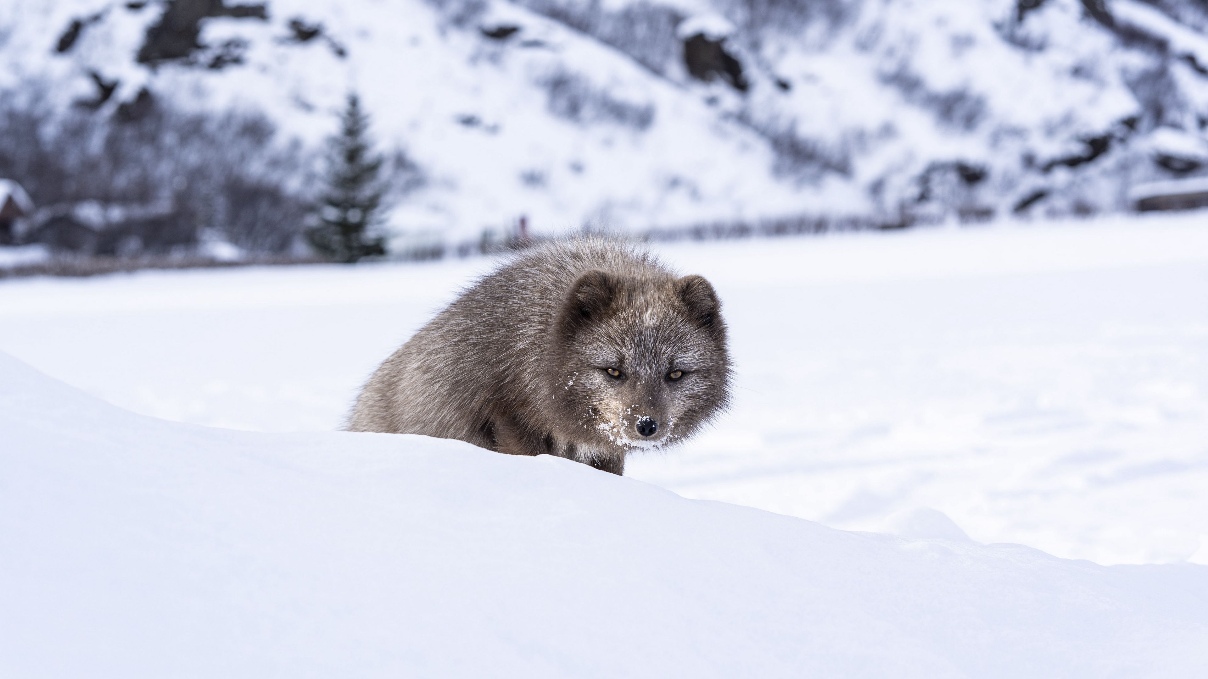 mink, animal, snow, sly, 4k, HD Wallpaper