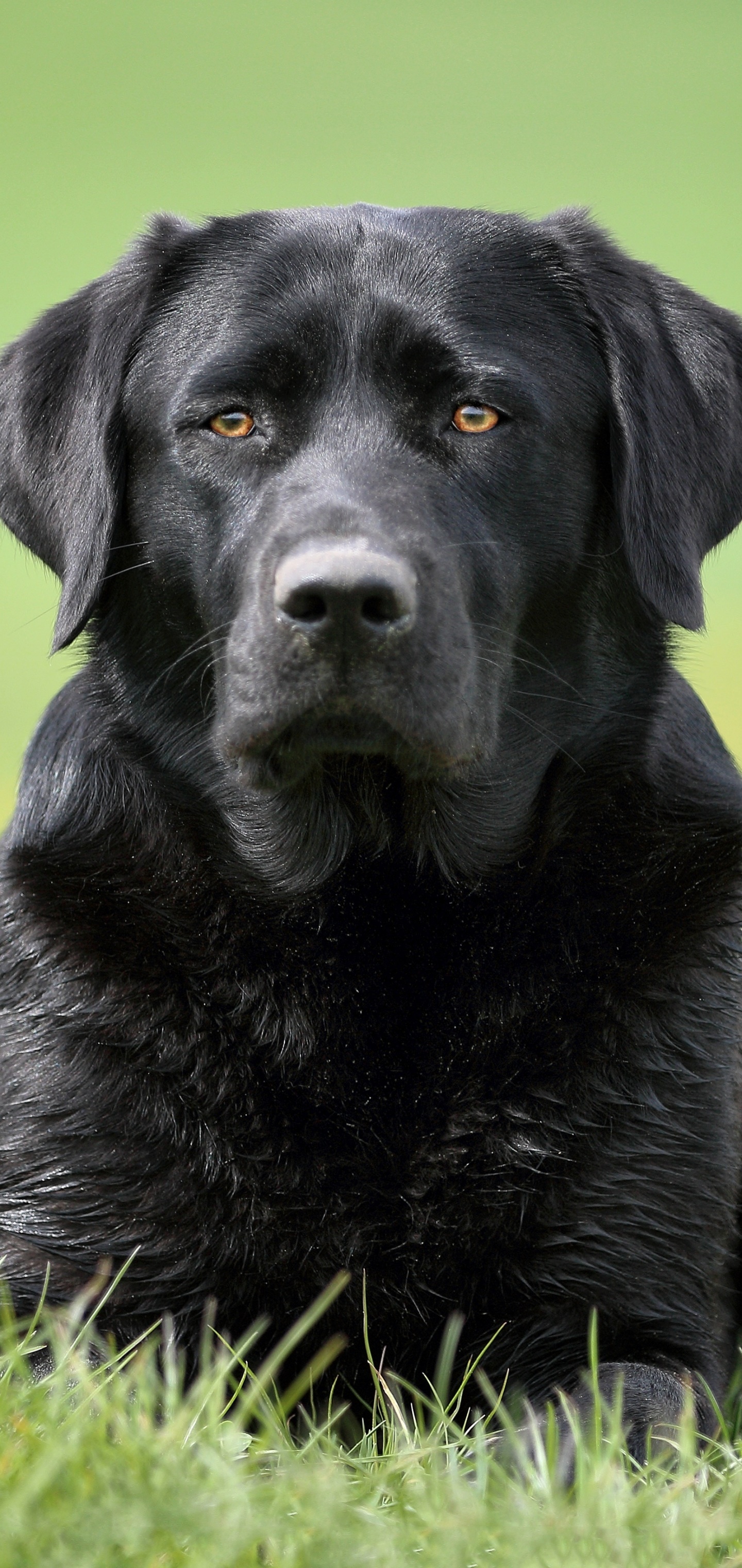 Animal Labrador Retriever, Dog, 1440x3040, Phone HD Wallpaper