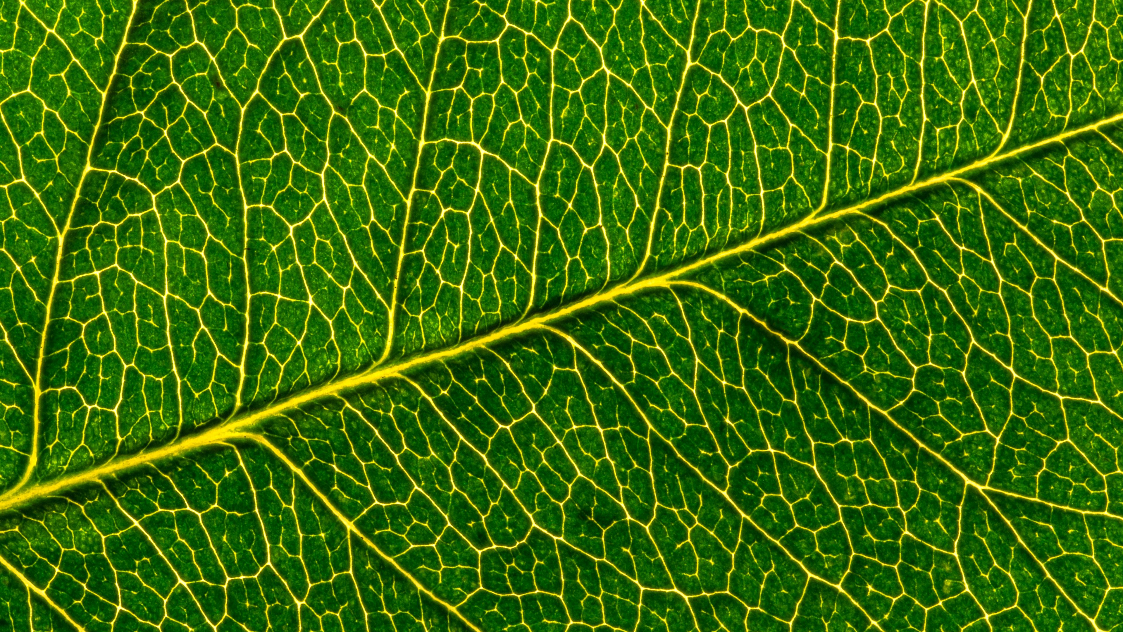 leaf, macro, pattern, cranny, 4k, HD Wallpaper