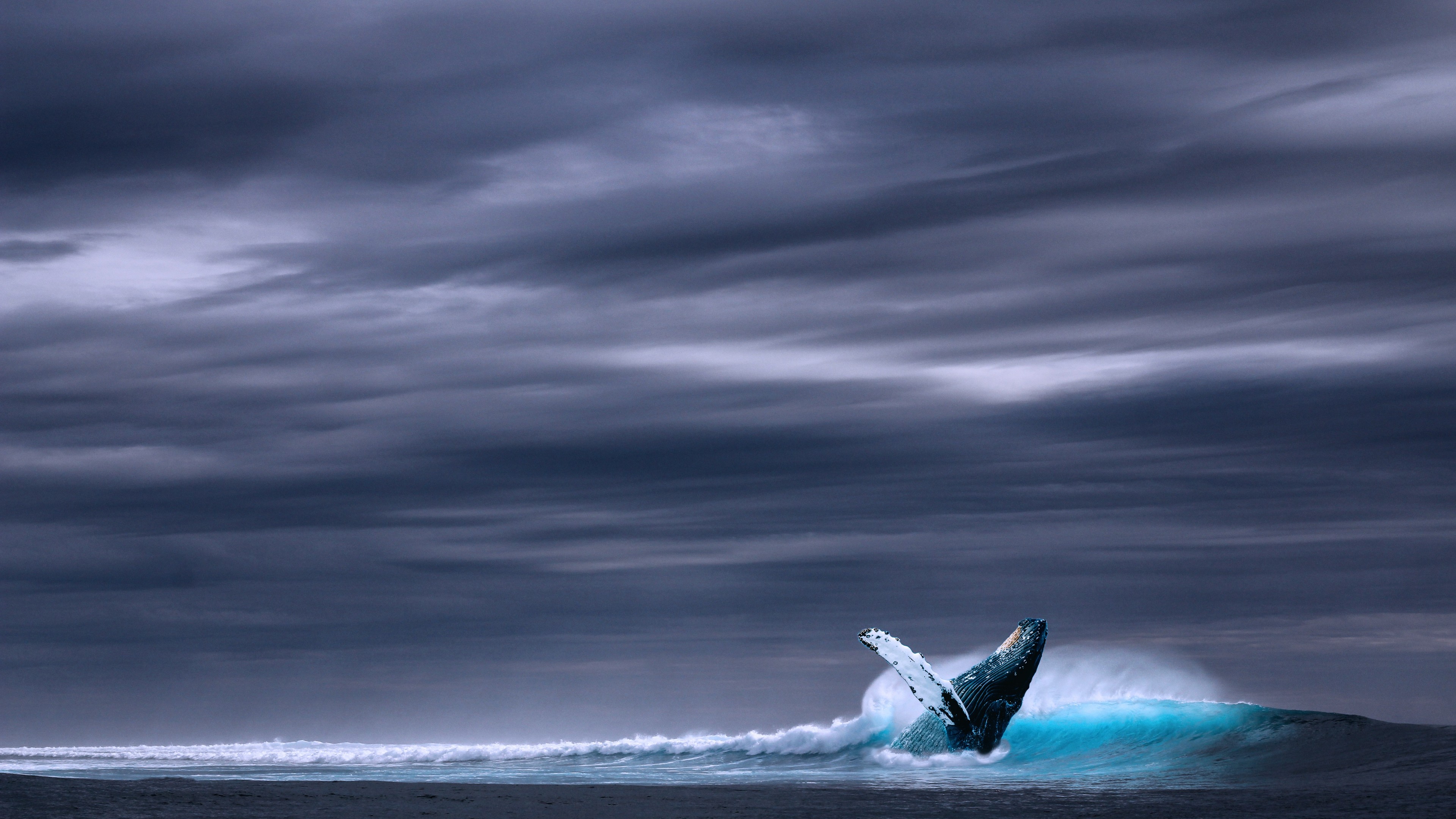 whale, ocean, sky, 4K, HD Wallpaper