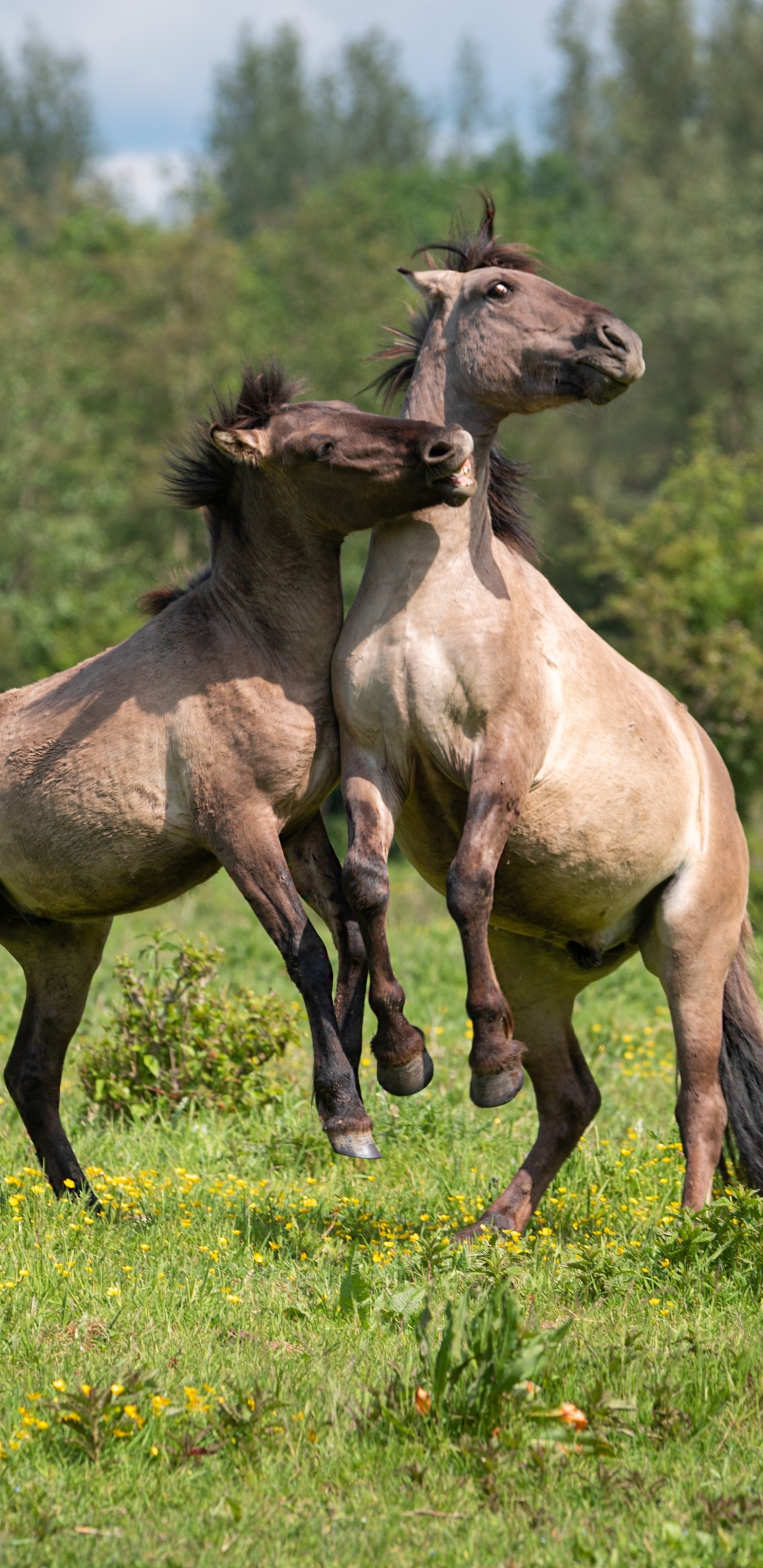 Animal Horse, 1440x2960, Phone HD Wallpaper