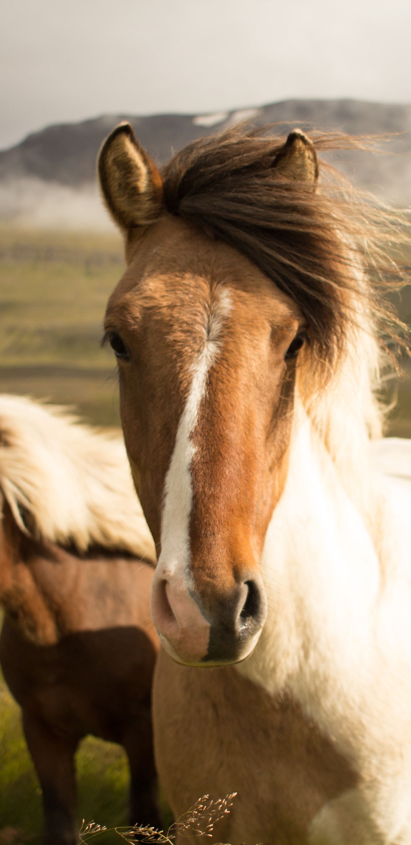Animal Horse, Stare, 1440x2960, Phone HD Wallpaper