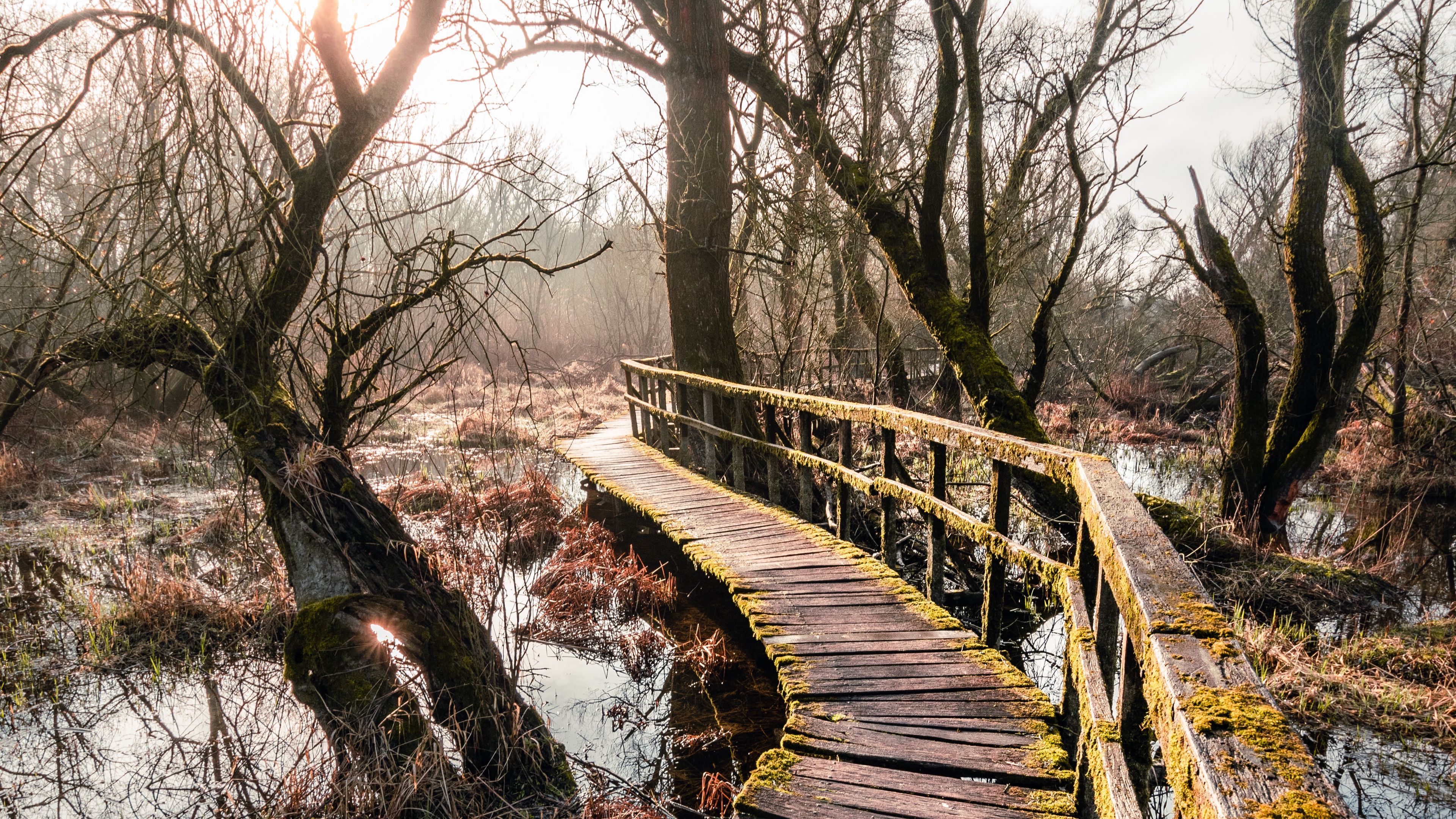bridge, river, trees, branches, 4k, HD Wallpaper
