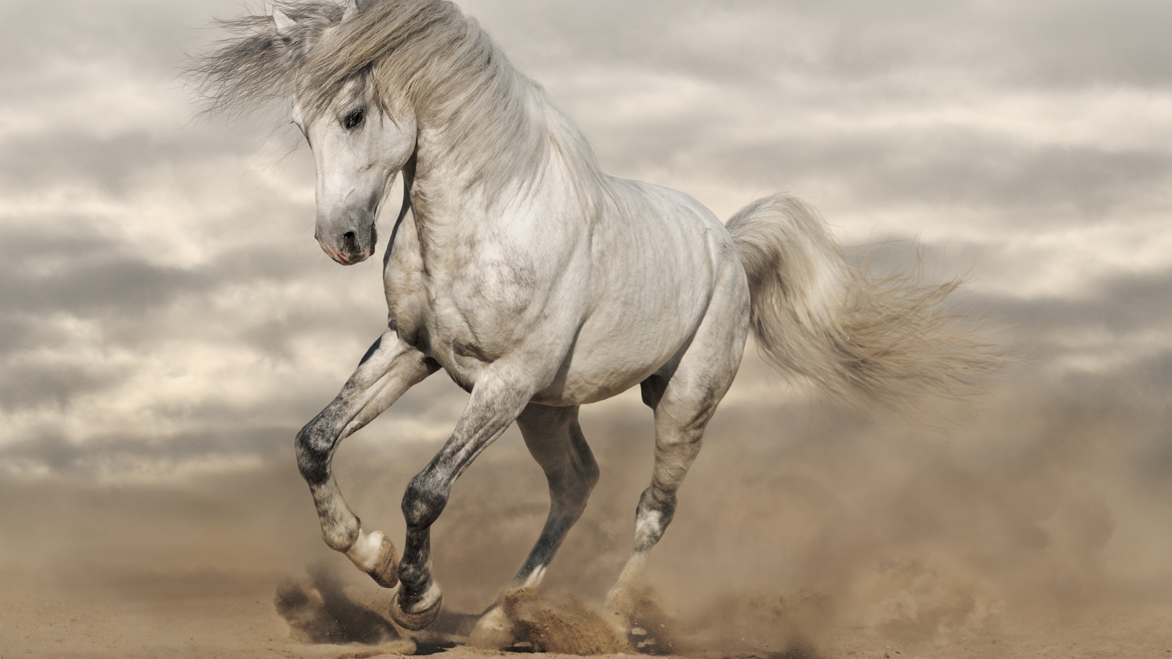 horse, 4K, HD Wallpaper