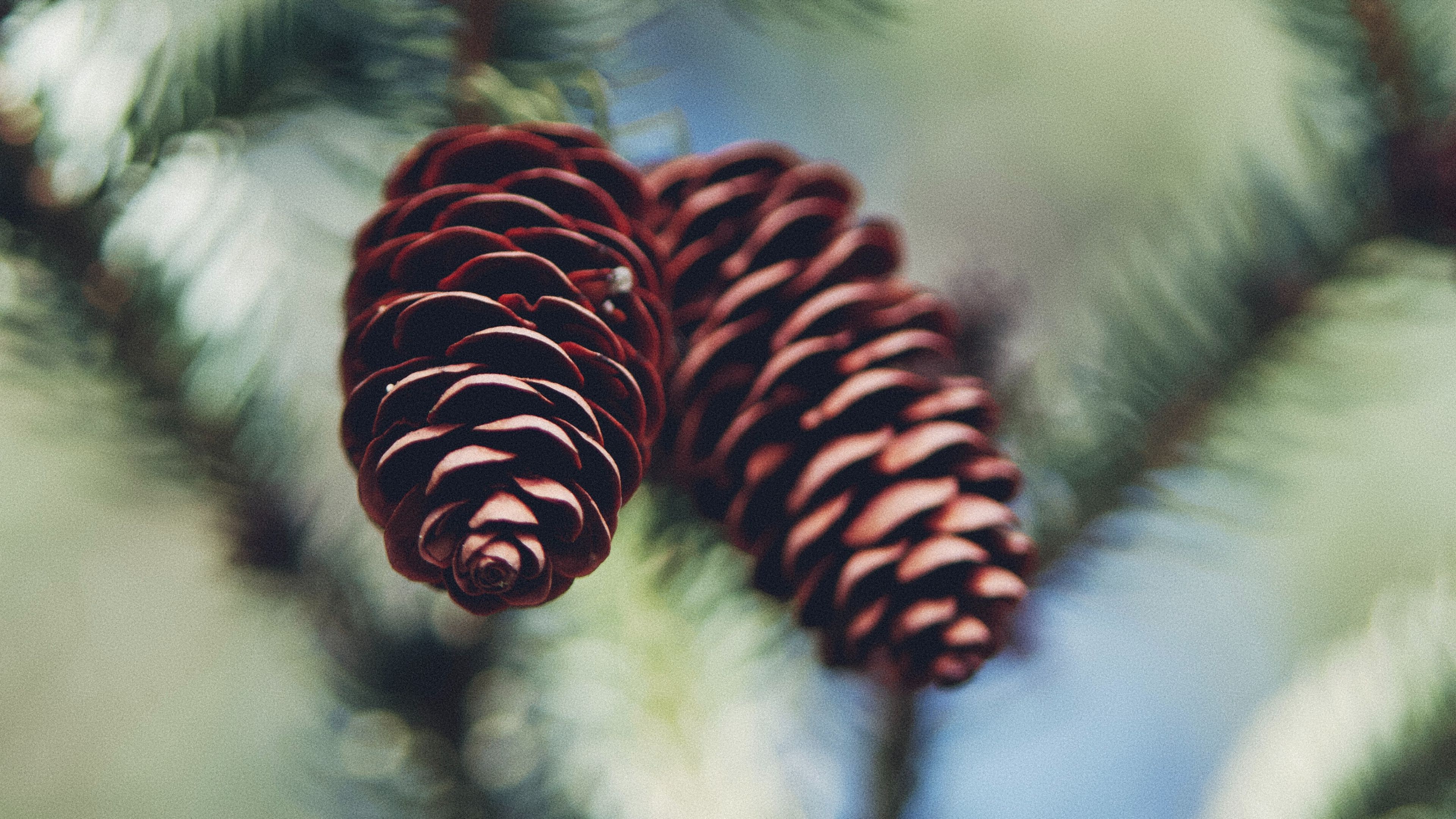cones, needles, macro, 4k, HD Wallpaper