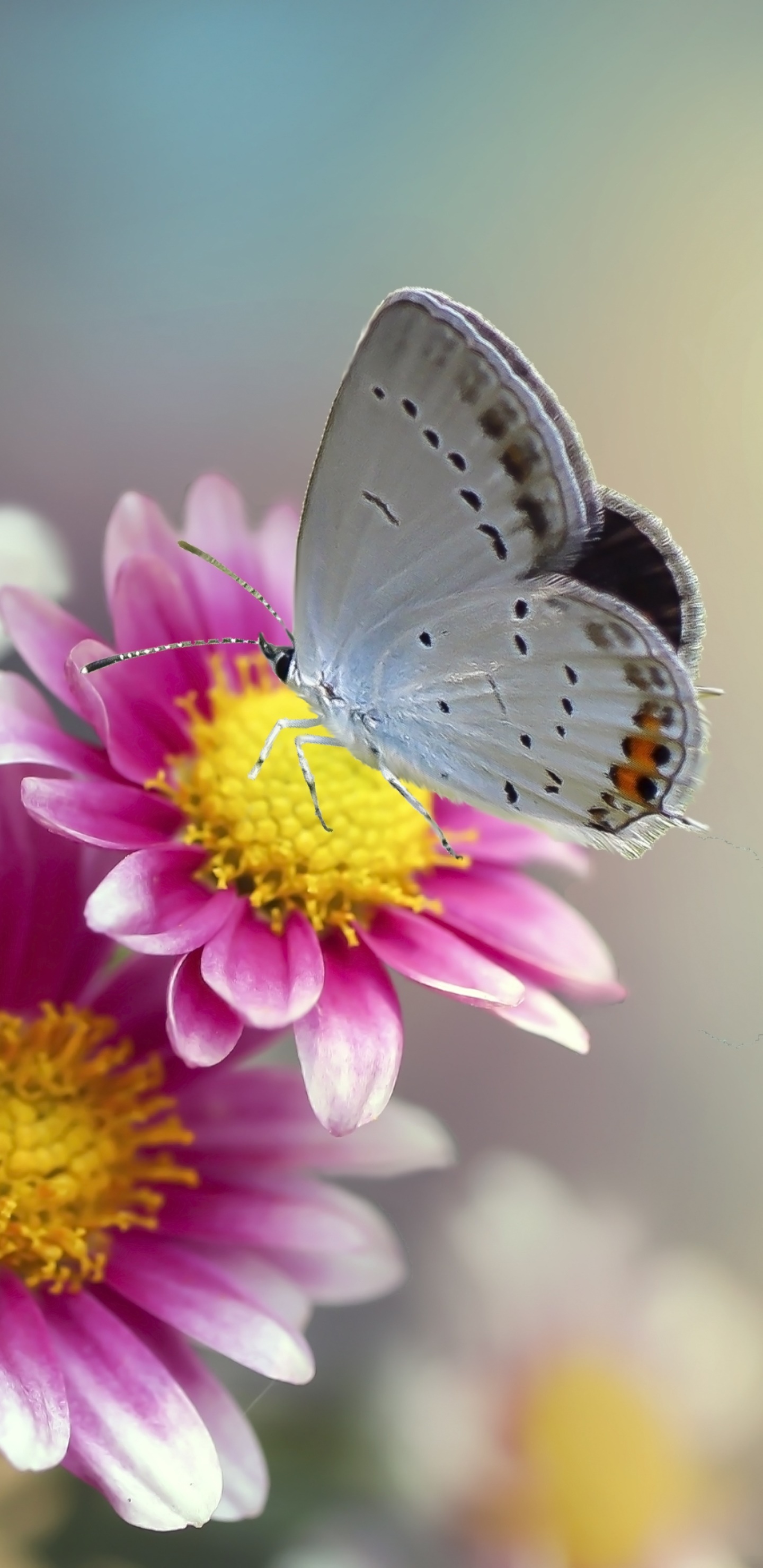Animal Butterfly, Insect, Flower, Macro, Chrysanthemum, 1440x2960, Phone HD Wallpaper