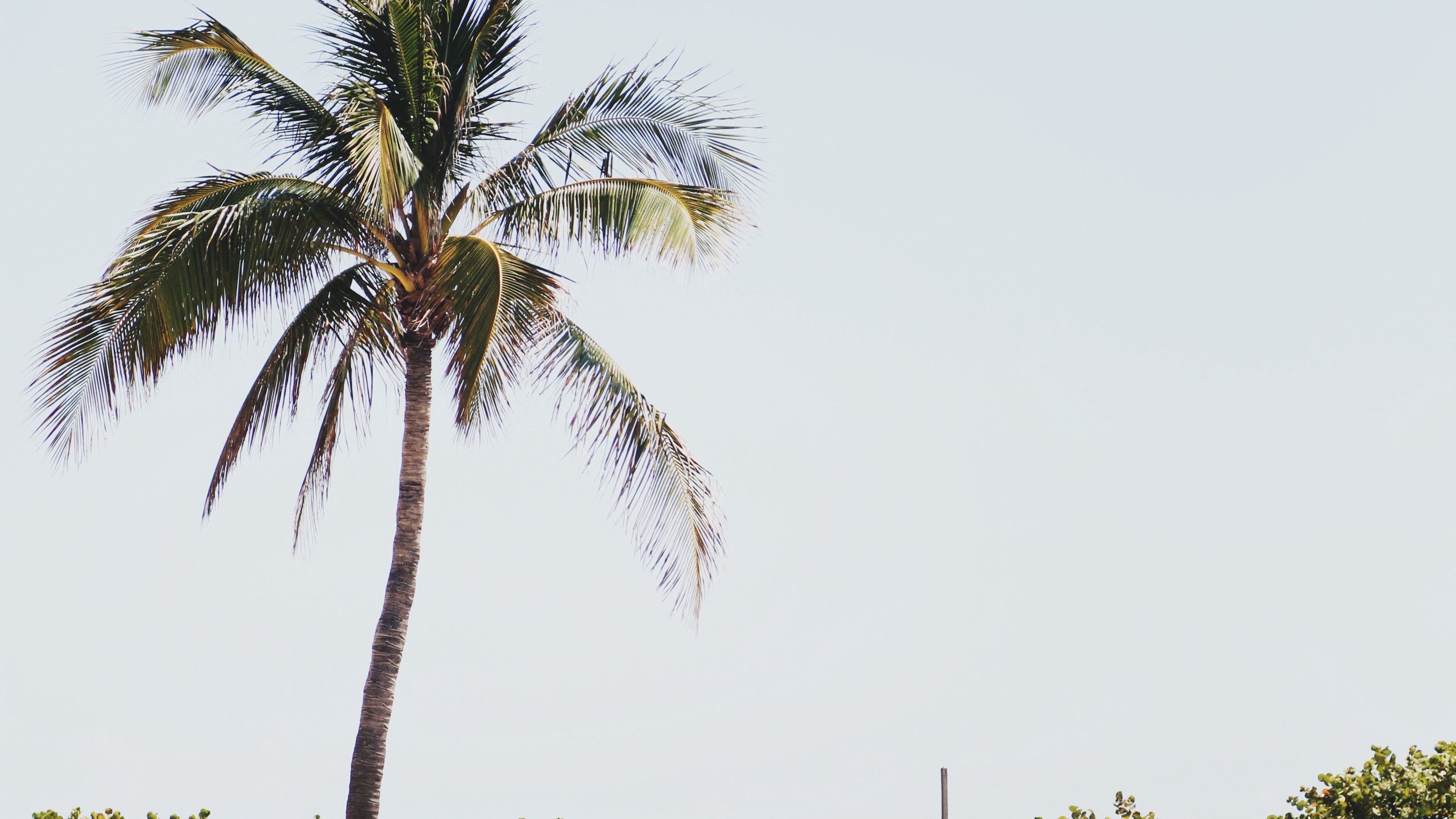 palm, sand, beach, bushes, 4k, HD Wallpaper