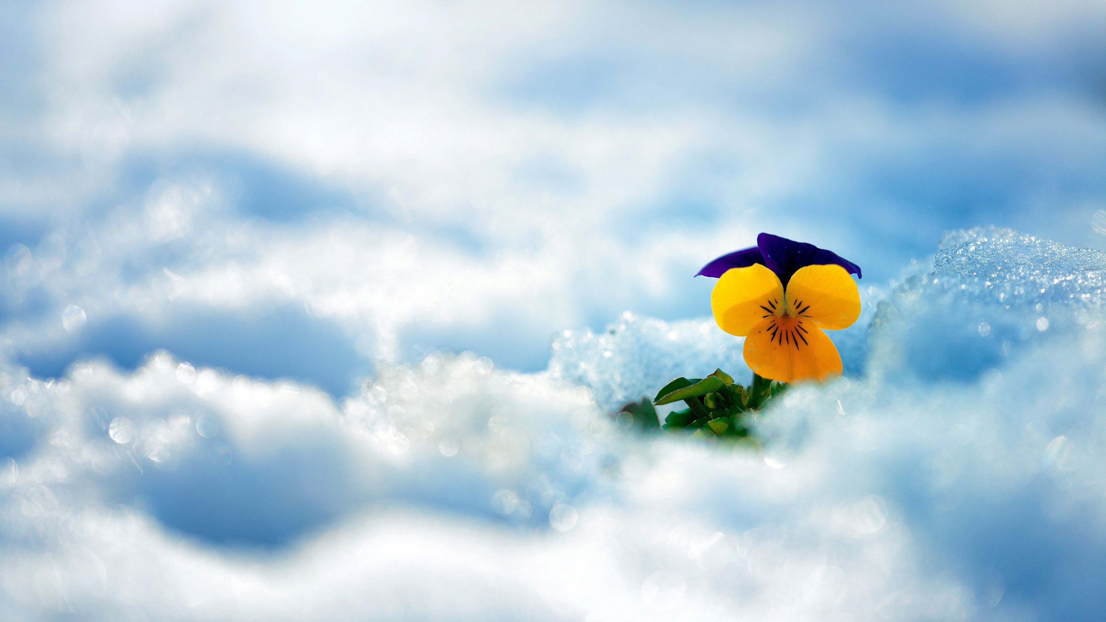 flower, snow, winter, 4K, HD Wallpaper