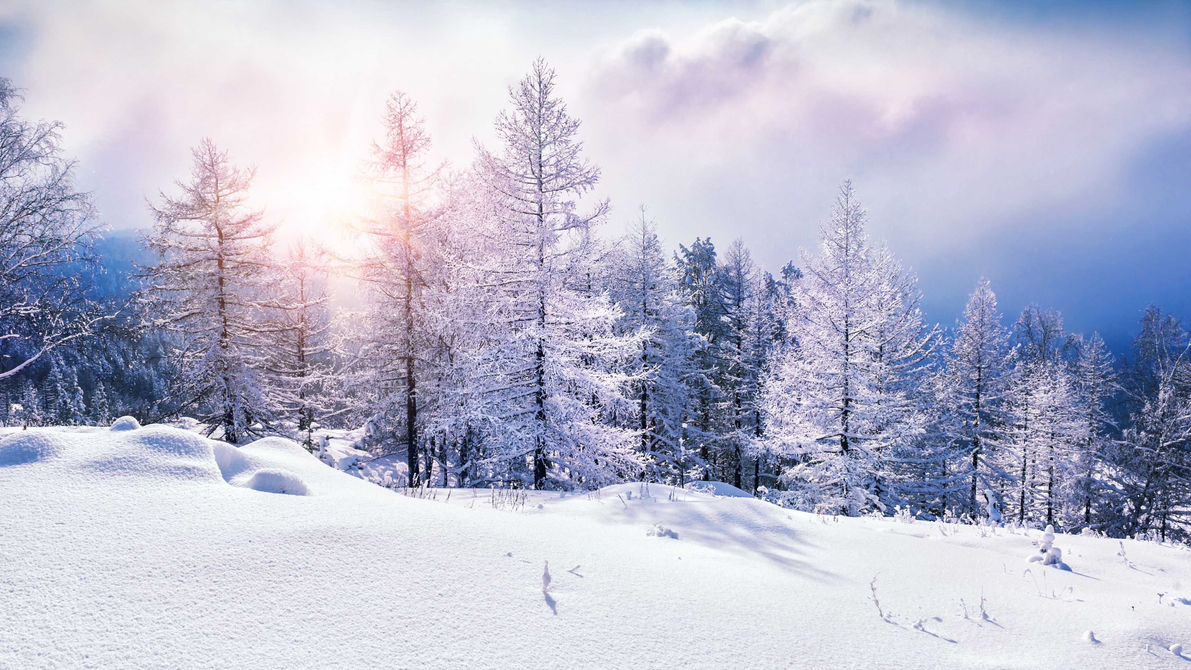 forest, snow, winter, clouds, 4K, HD Wallpaper