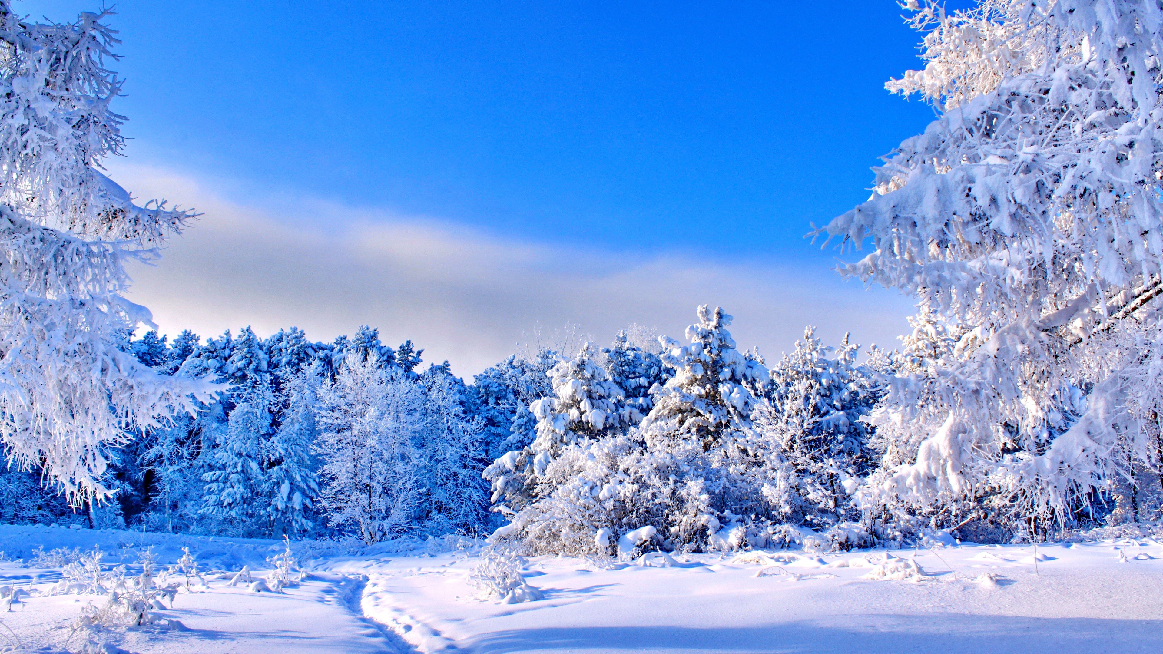 forest, trees, snow, winter, 4k, HD Wallpaper