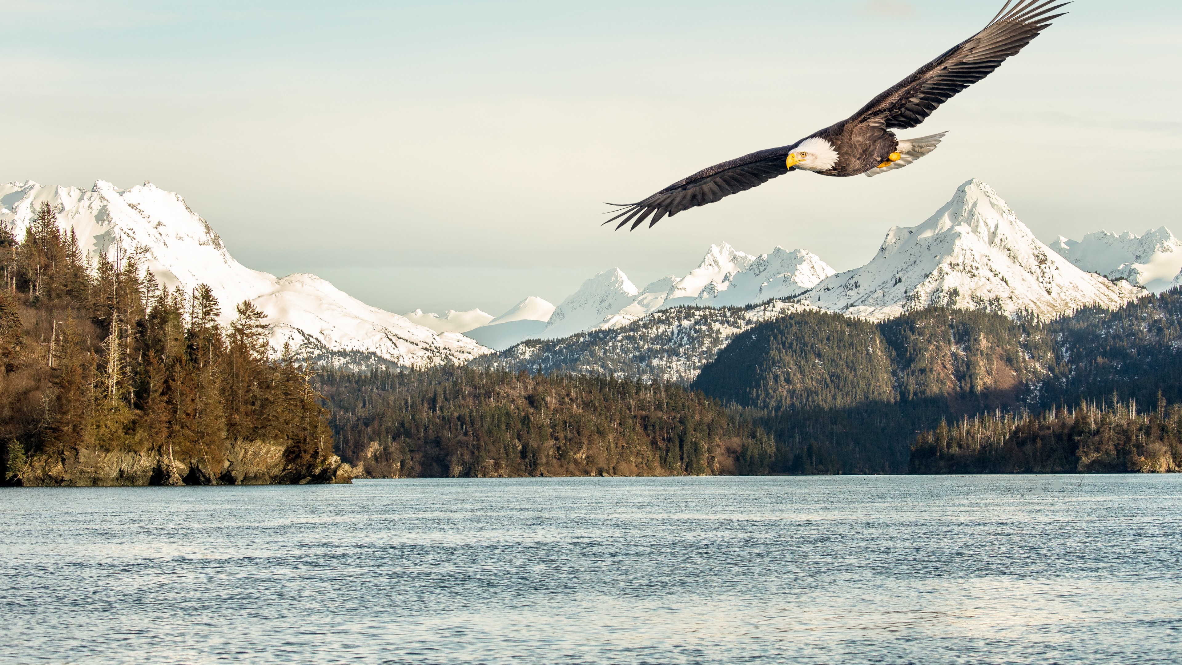 eagle, mountains, lake, 4K, HD Wallpaper