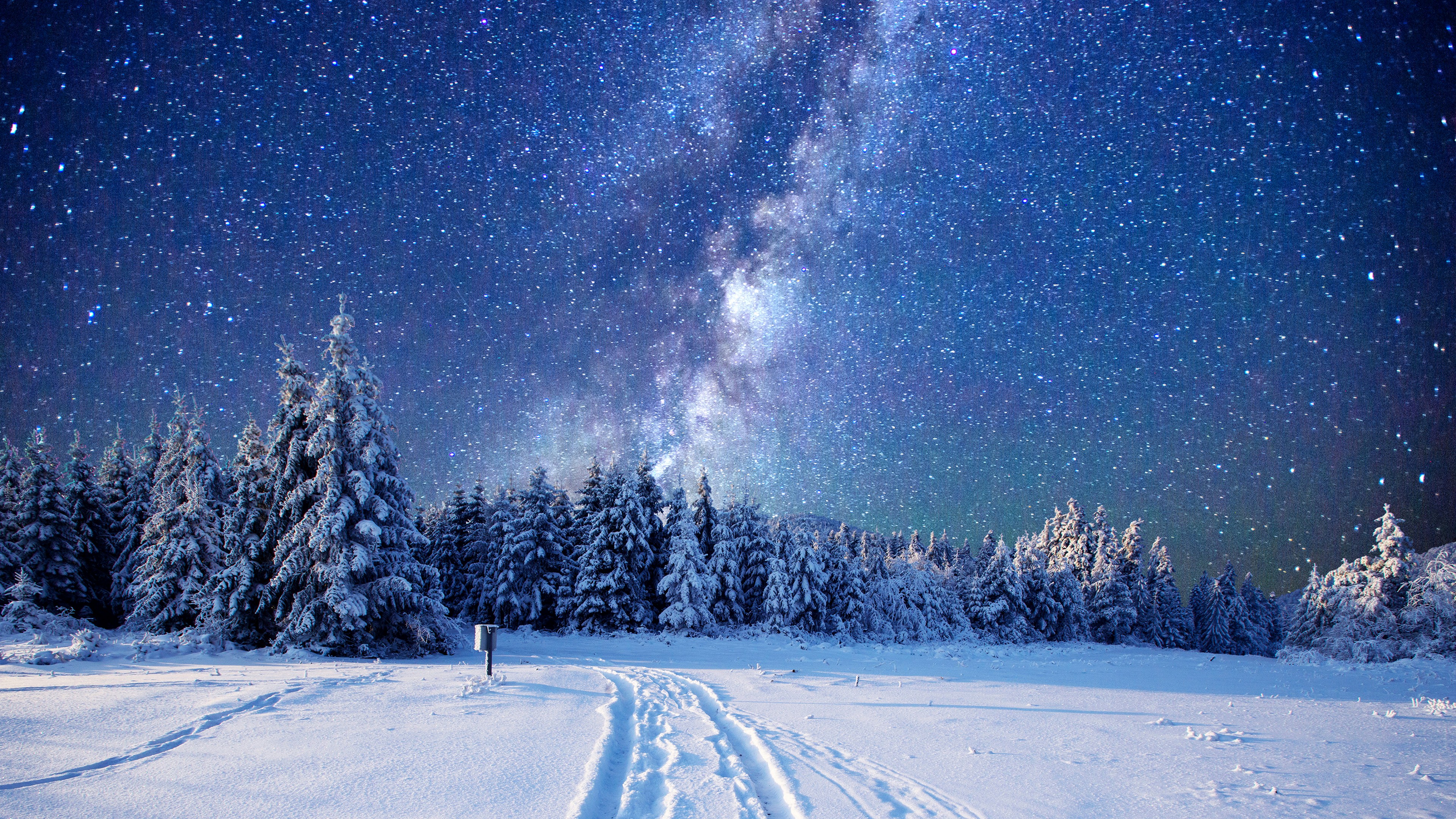 forest, snow, winter, sky, stars, night, 4K, HD Wallpaper