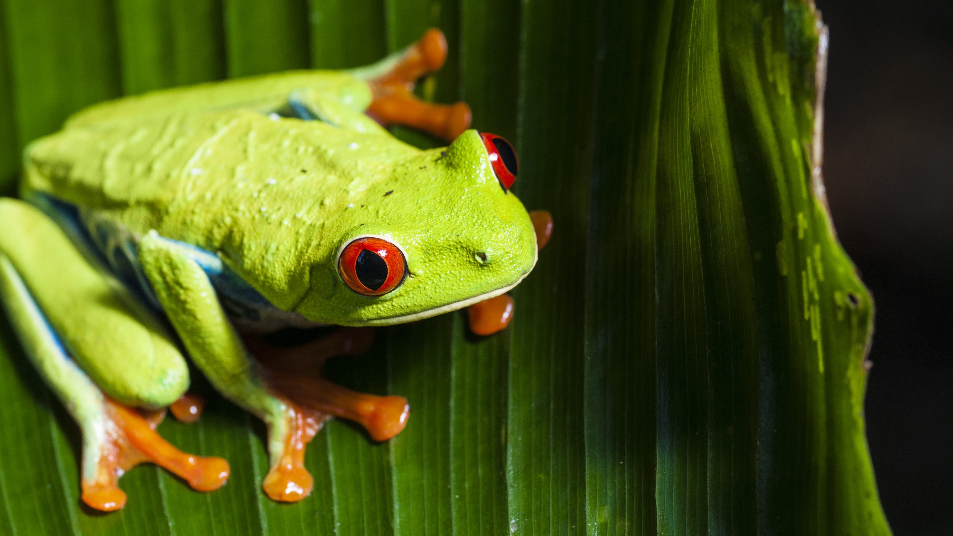 frog, green, 4k, HD Wallpaper