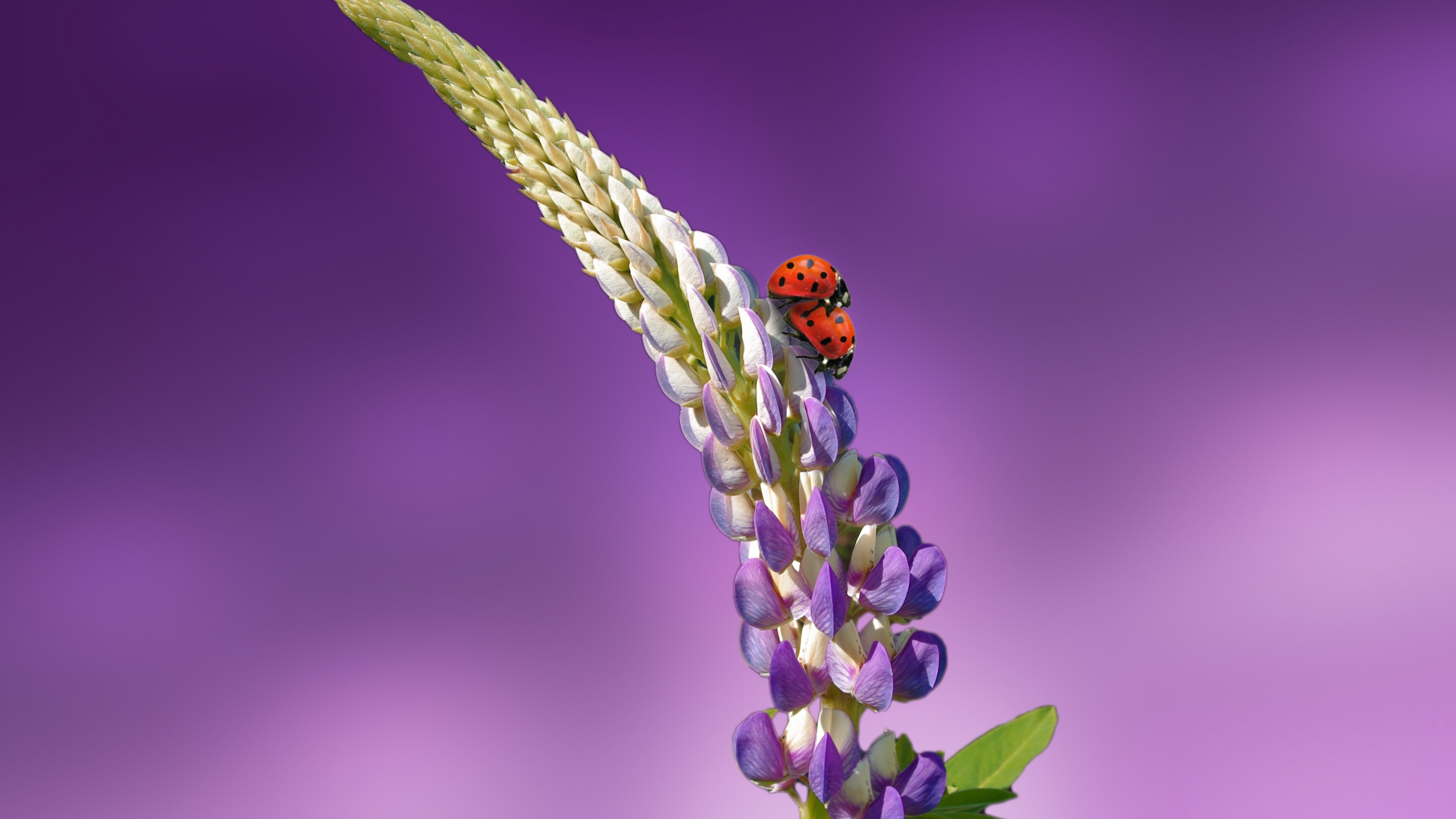 ladybird, 4k, flowers, summer, HD Wallpaper