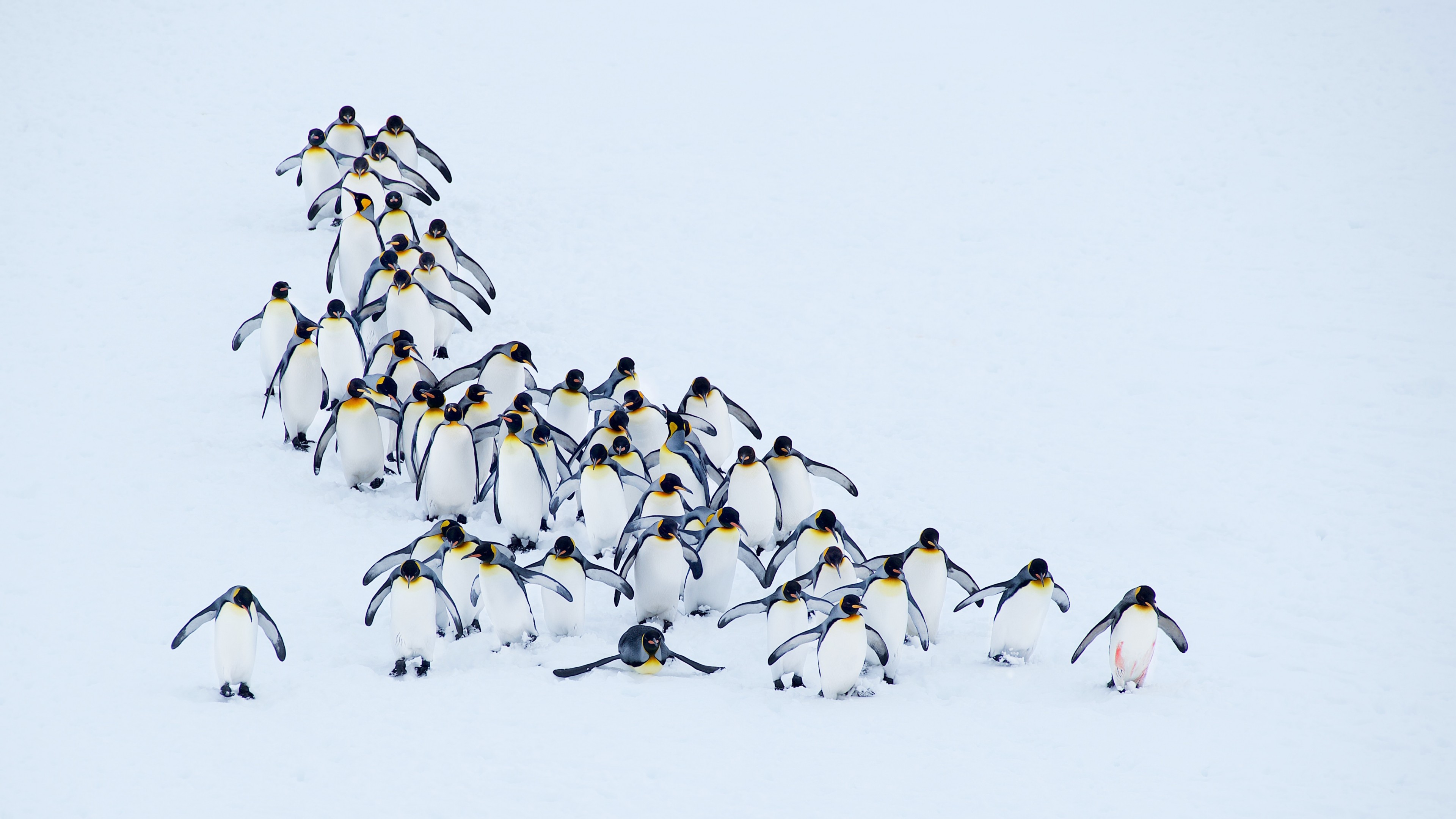penguins, snow, winter, 4k, HD Wallpaper