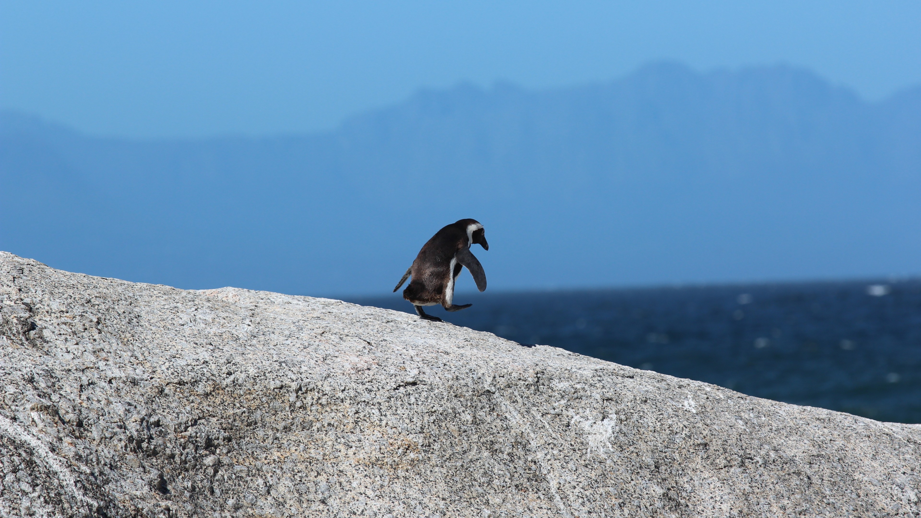 penguin, 4K, HD Wallpaper