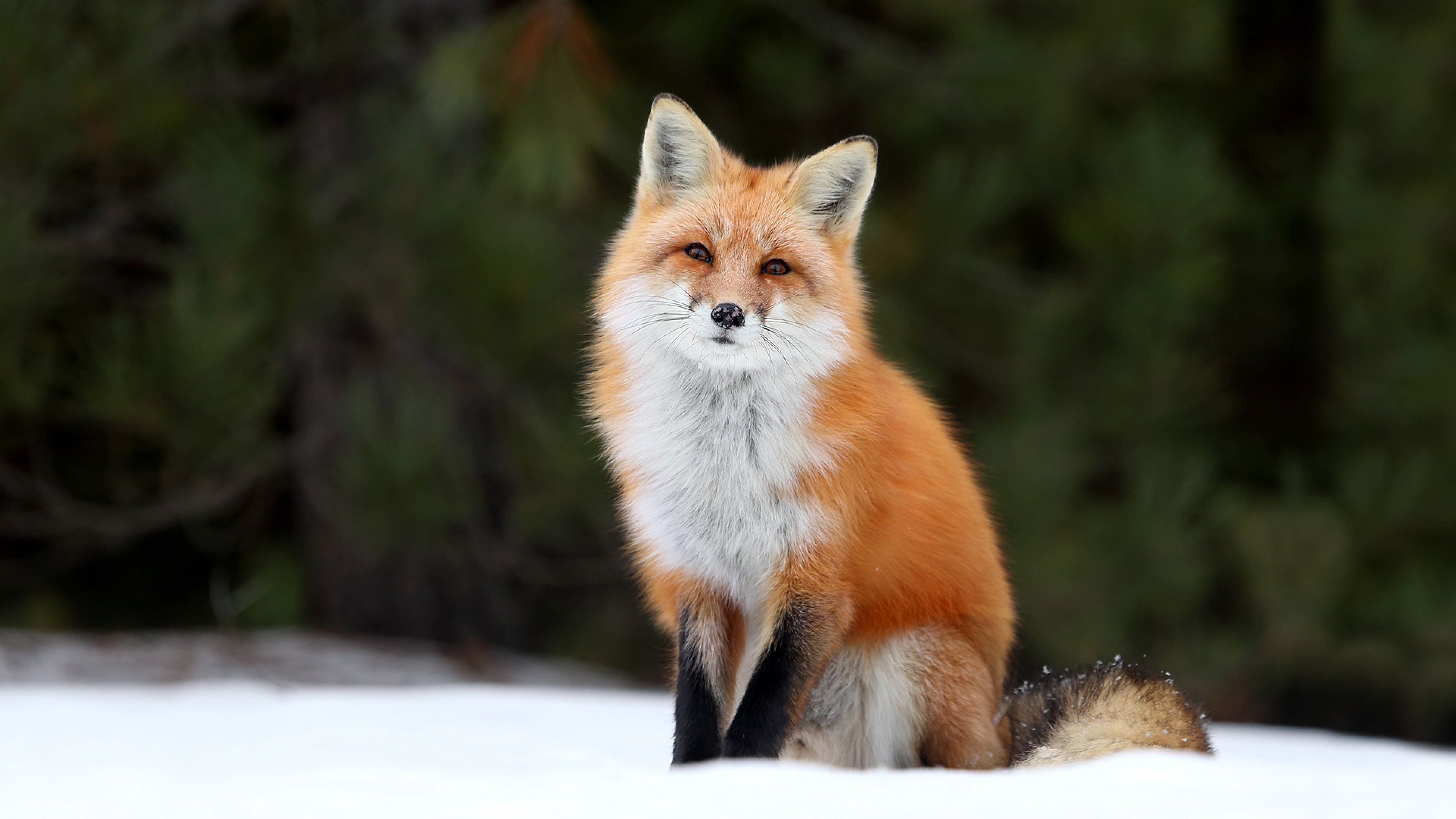 fox, snow, 4k, HD Wallpaper